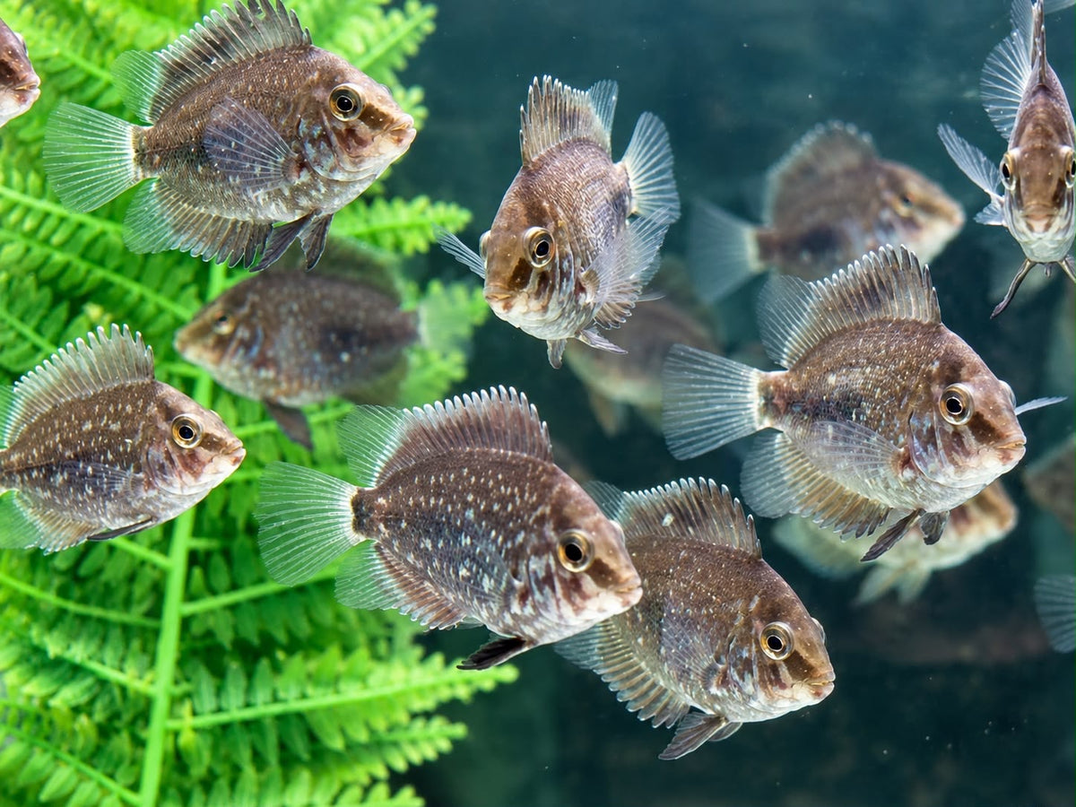 Keilfleckbuntbarsch Uaru amphiacanthoides 4-5 cm