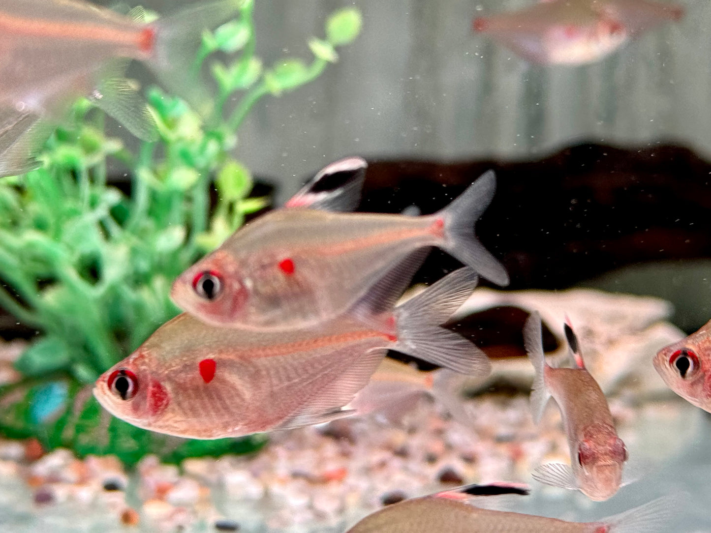 Kirschflecksalmler Hyphessobrycon erythrostigma