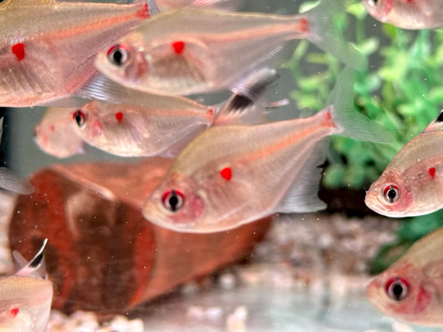 Kirschflecksalmler Hyphessobrycon erythrostigma