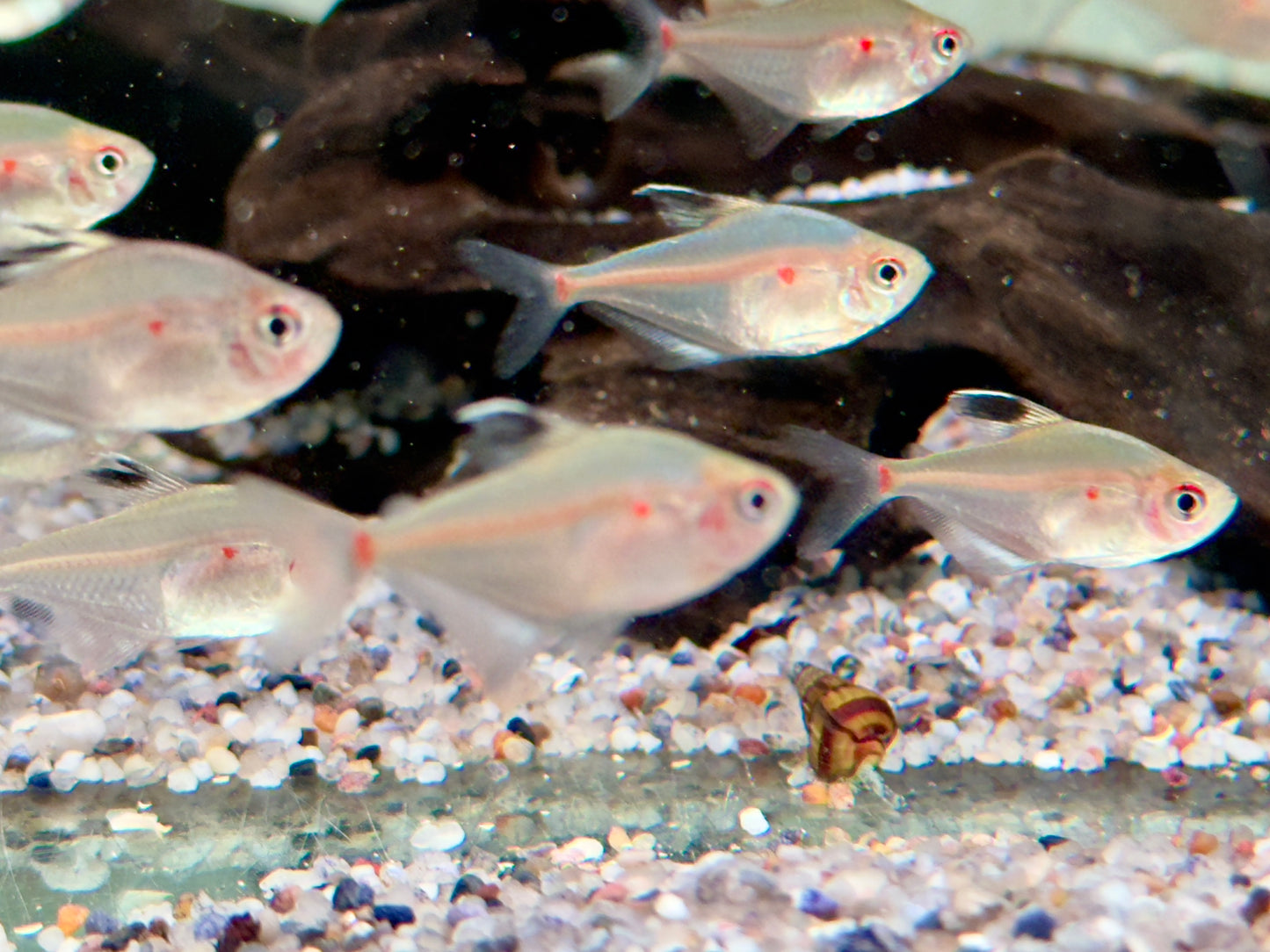 Kirschflecksalmler Hyphessobrycon socolofi