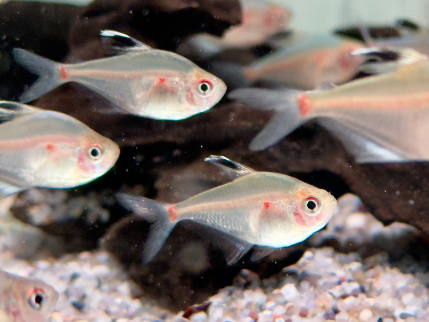 Kirschflecksalmler Hyphessobrycon socolofi