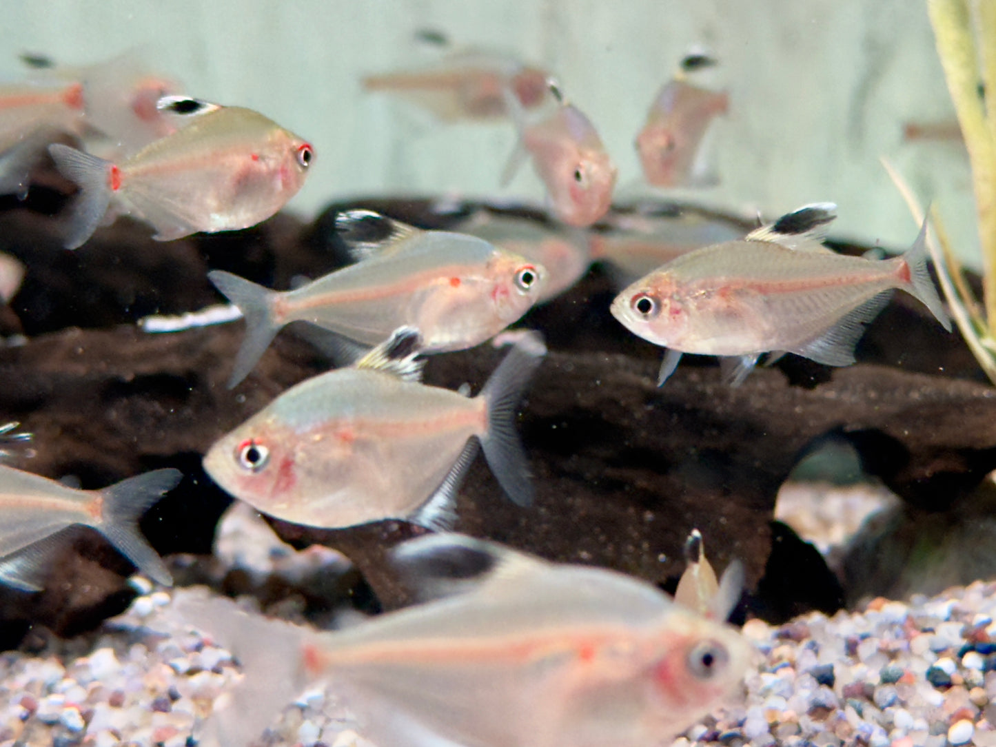 Kirschflecksalmler Hyphessobrycon socolofi