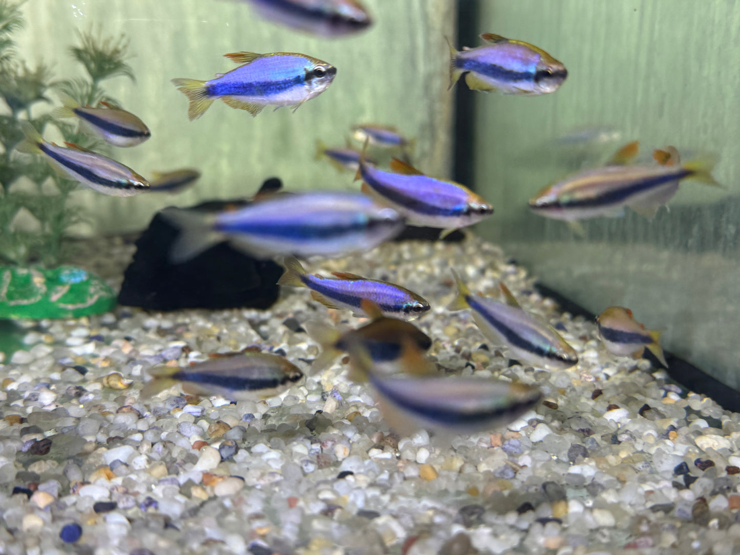 Königssalmler Inpaichthys kerri
