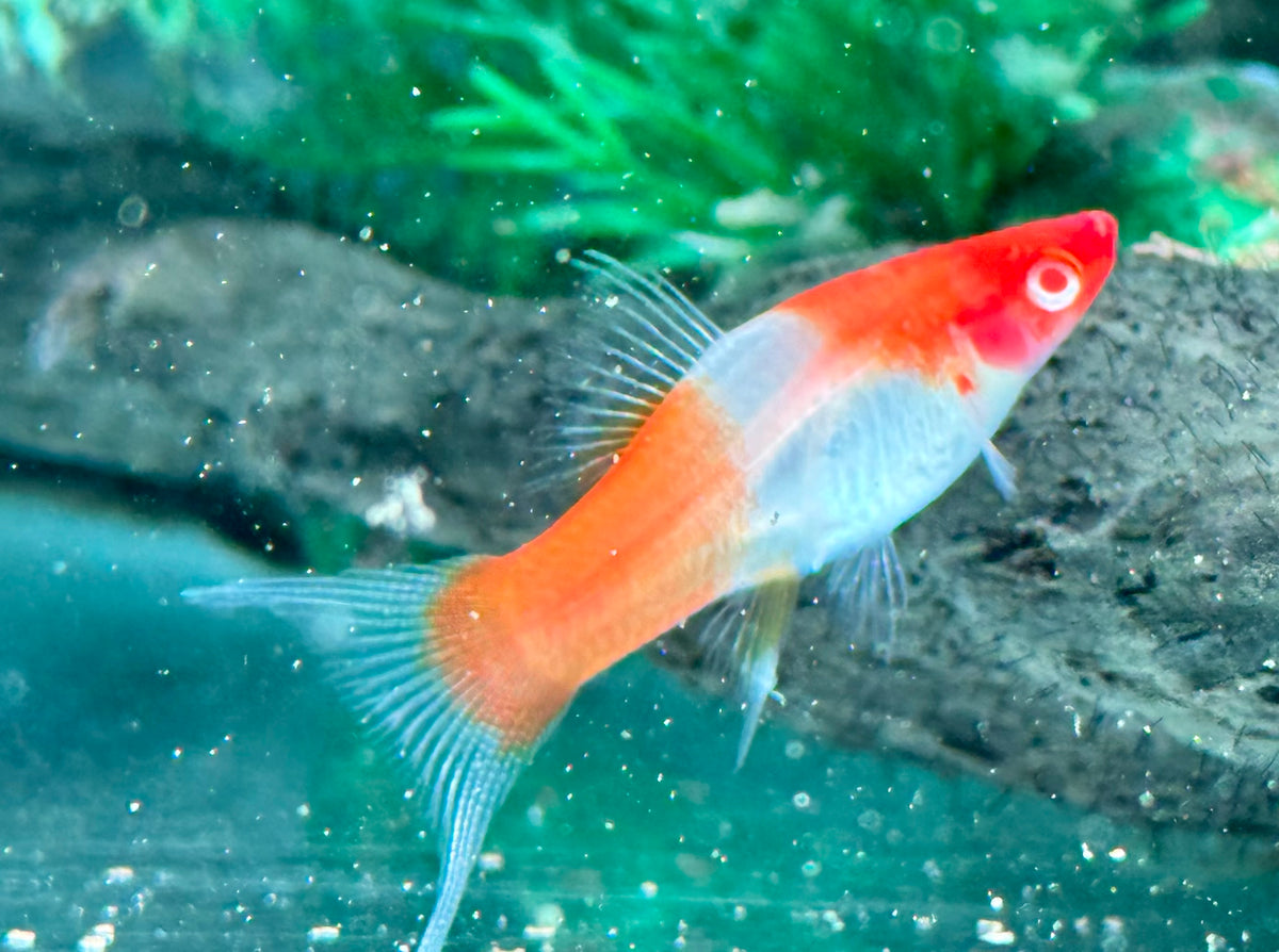 Kohaku Schwertträger Xiphophorus helleri