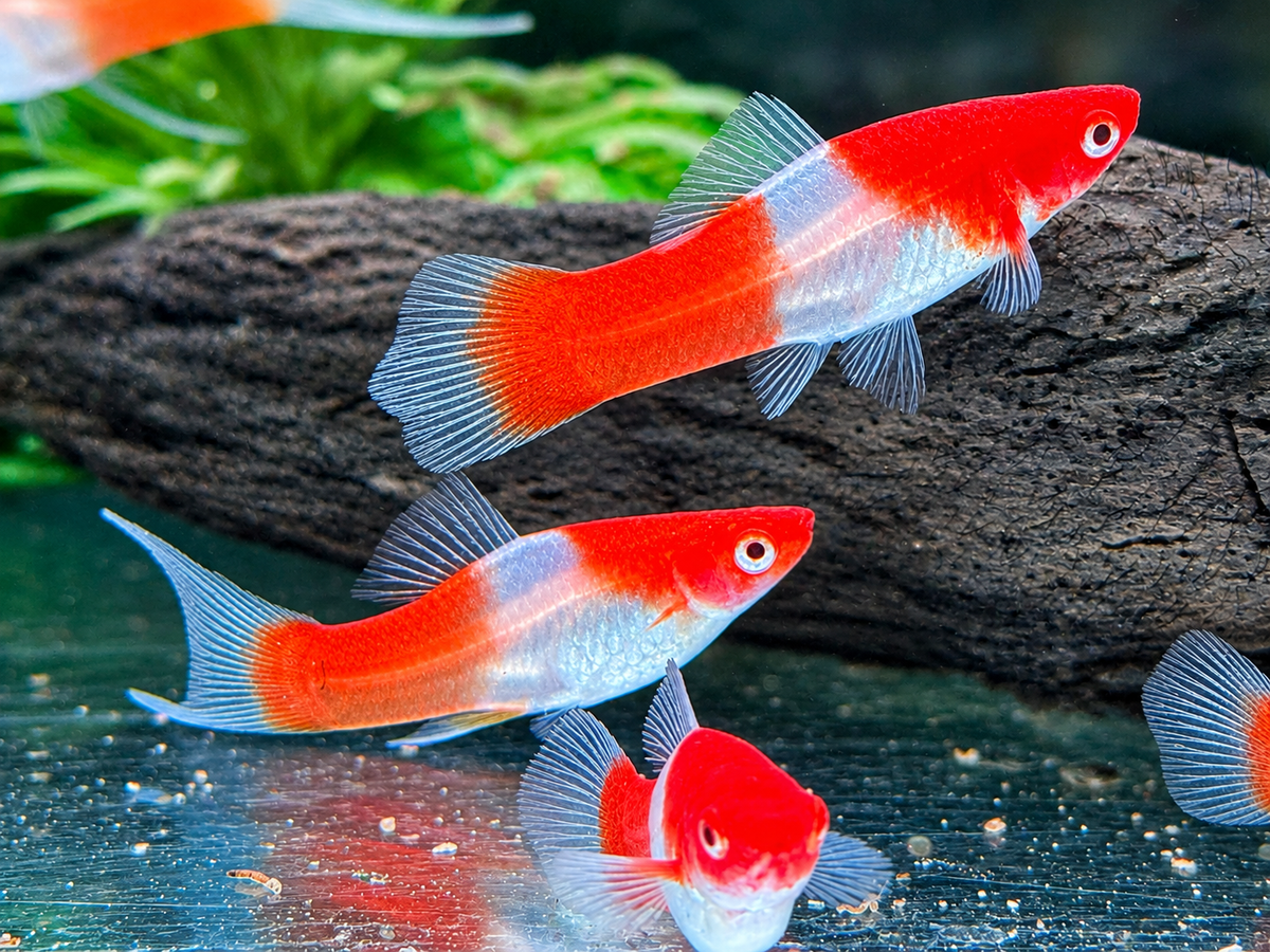 Kohaku Schwertträger Xiphophorus helleri