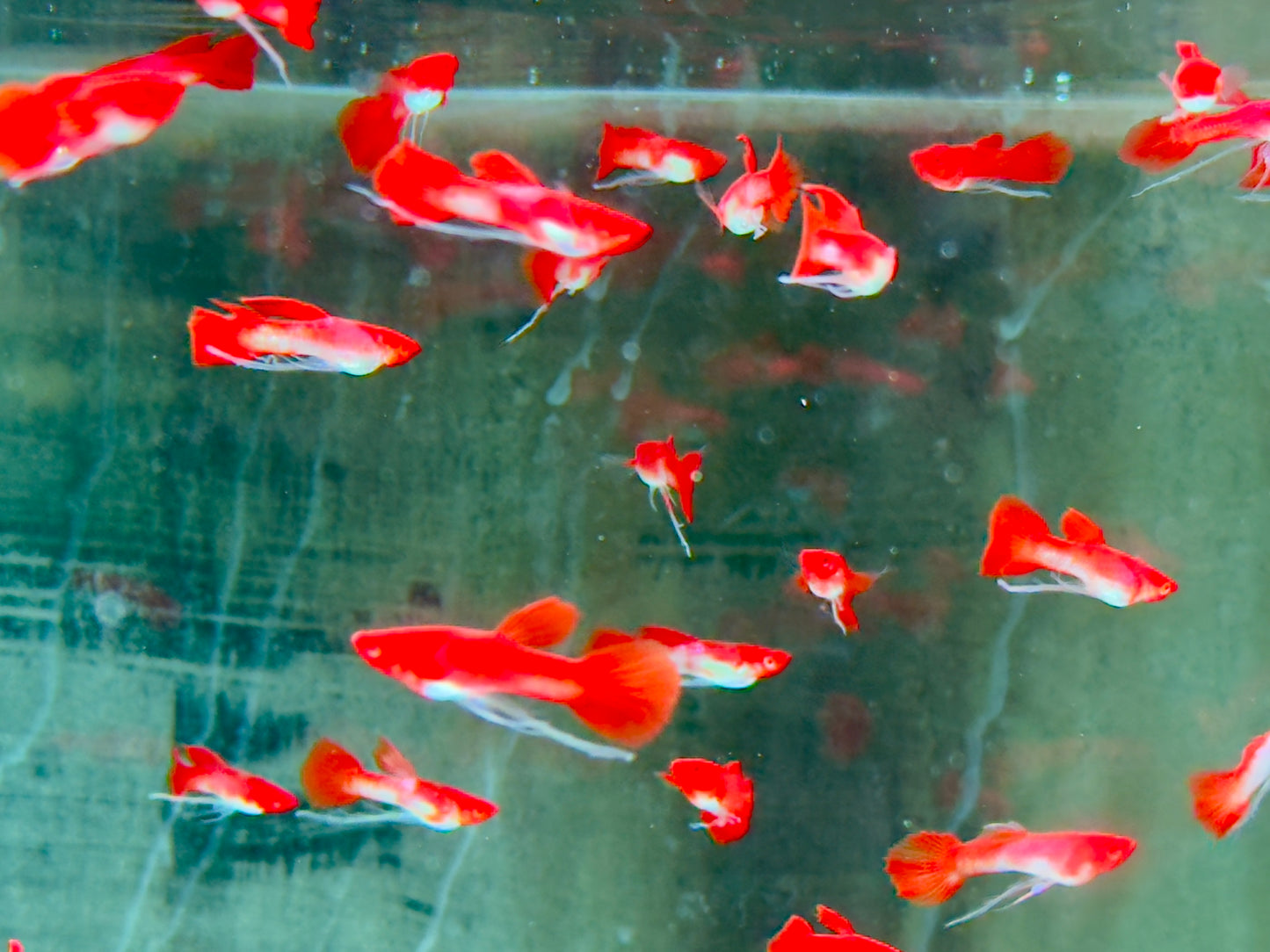 Koi Ribbon Albino Guppy Poecilia reticulata Männchen