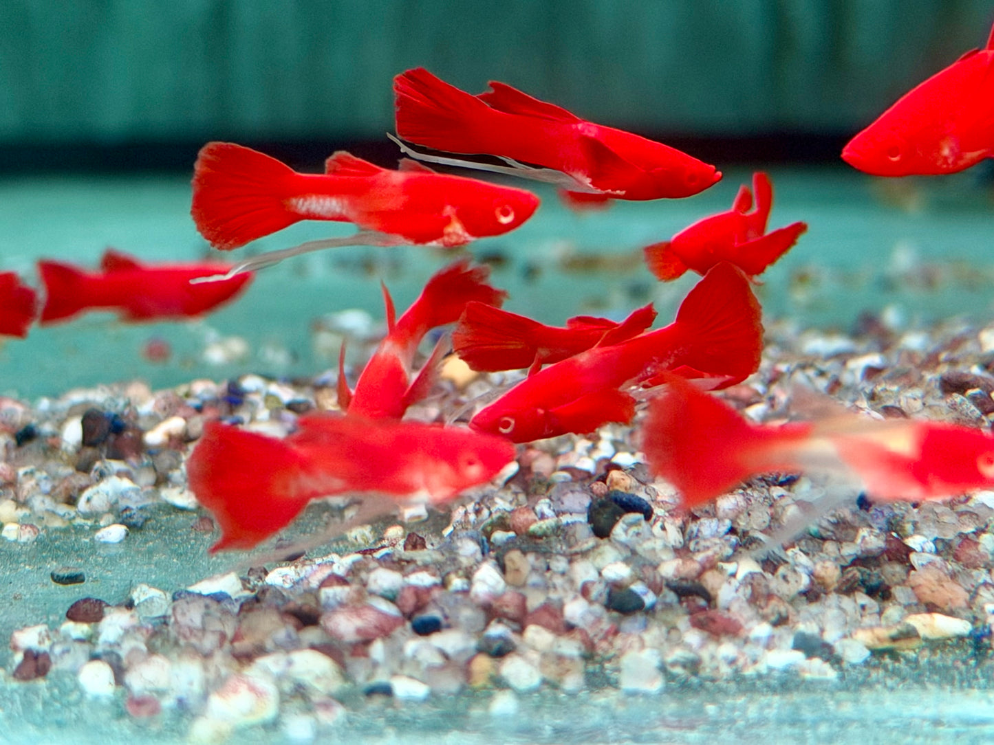 Koi Ribbon Albino Guppy Poecilia reticulata Männchen