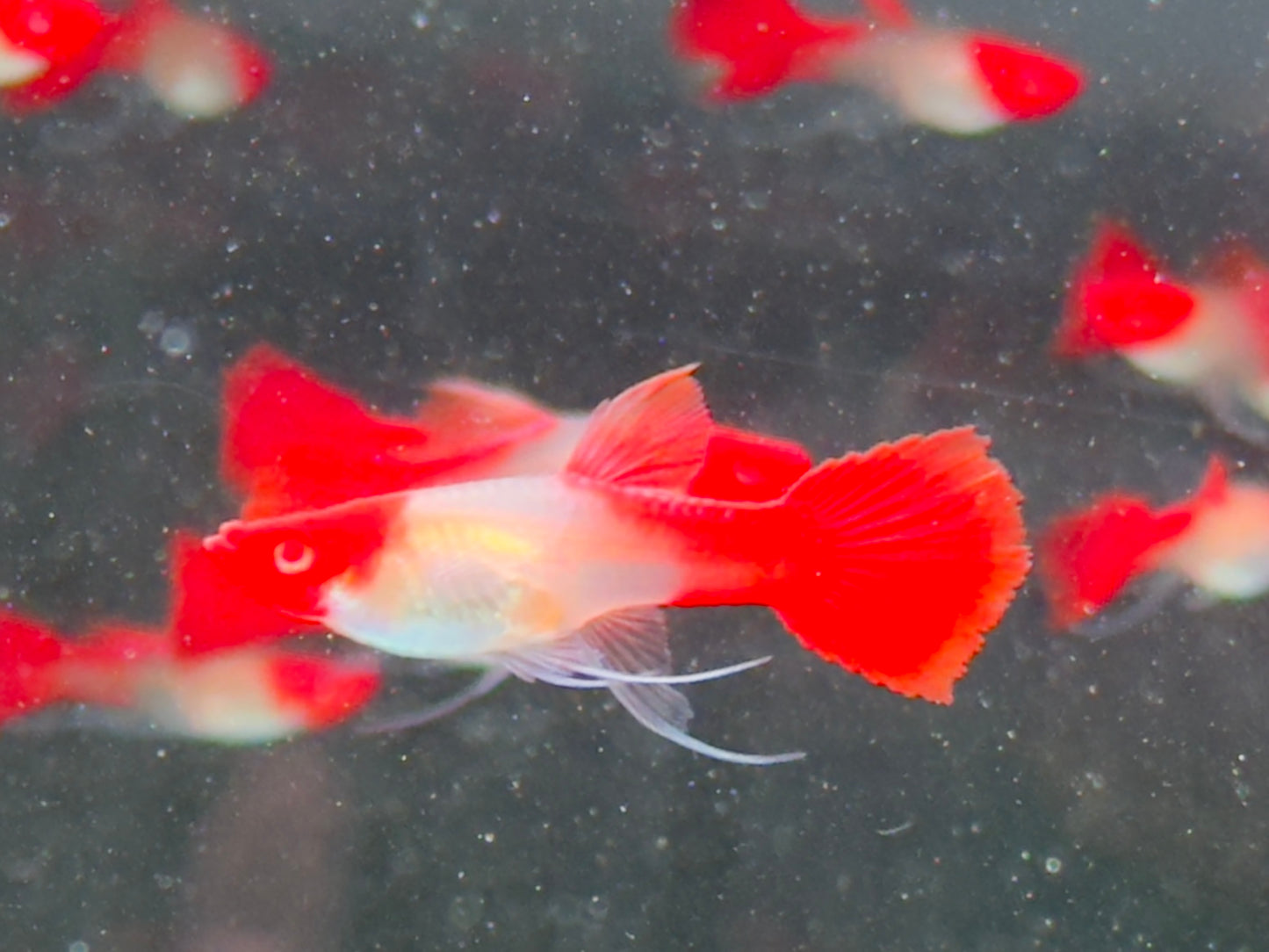 Koi Ribbon Albino Guppy Poecilia reticulata Weibchen