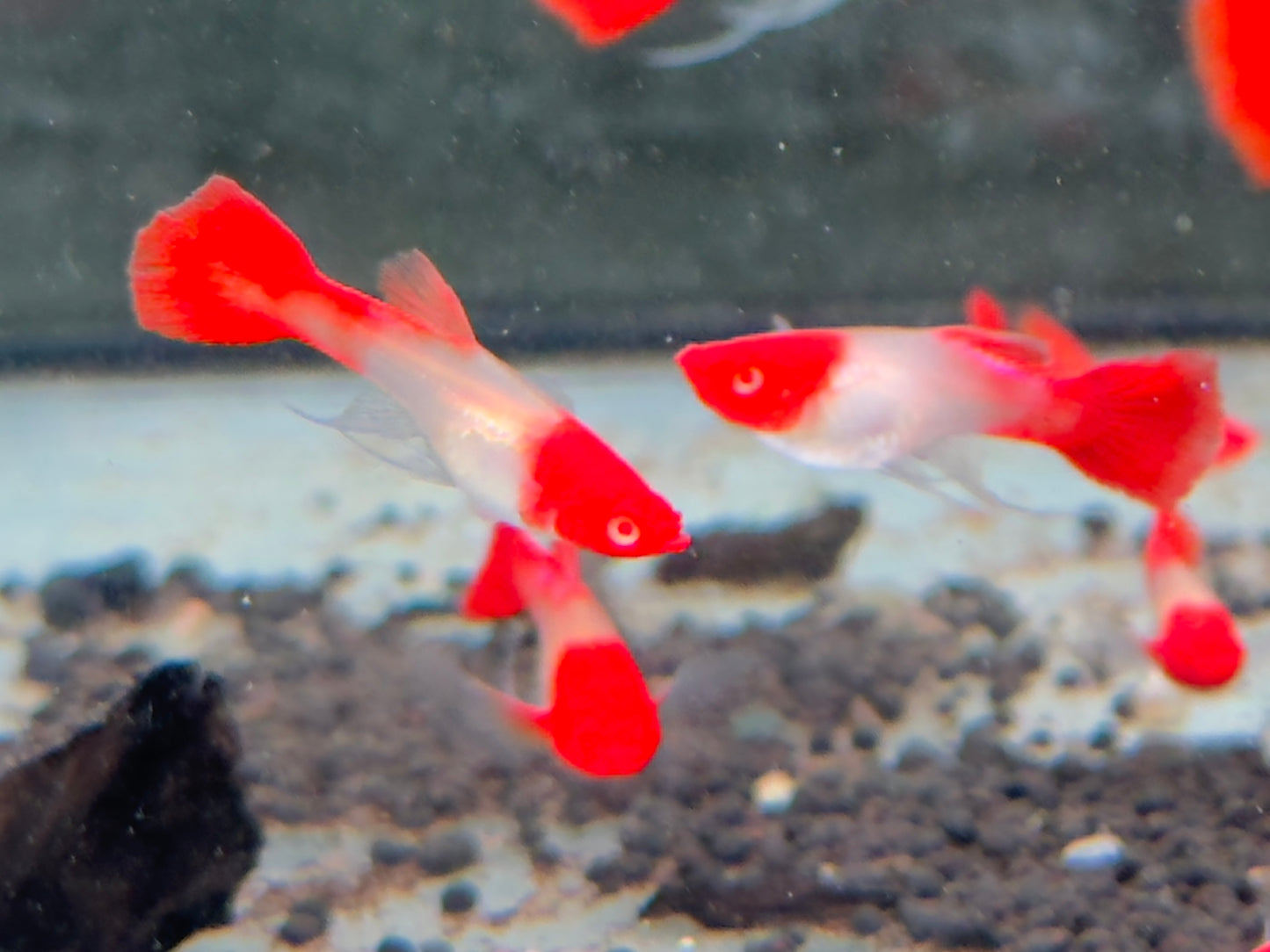 Koi Ribbon Albino Guppy Poecilia reticulata Weibchen