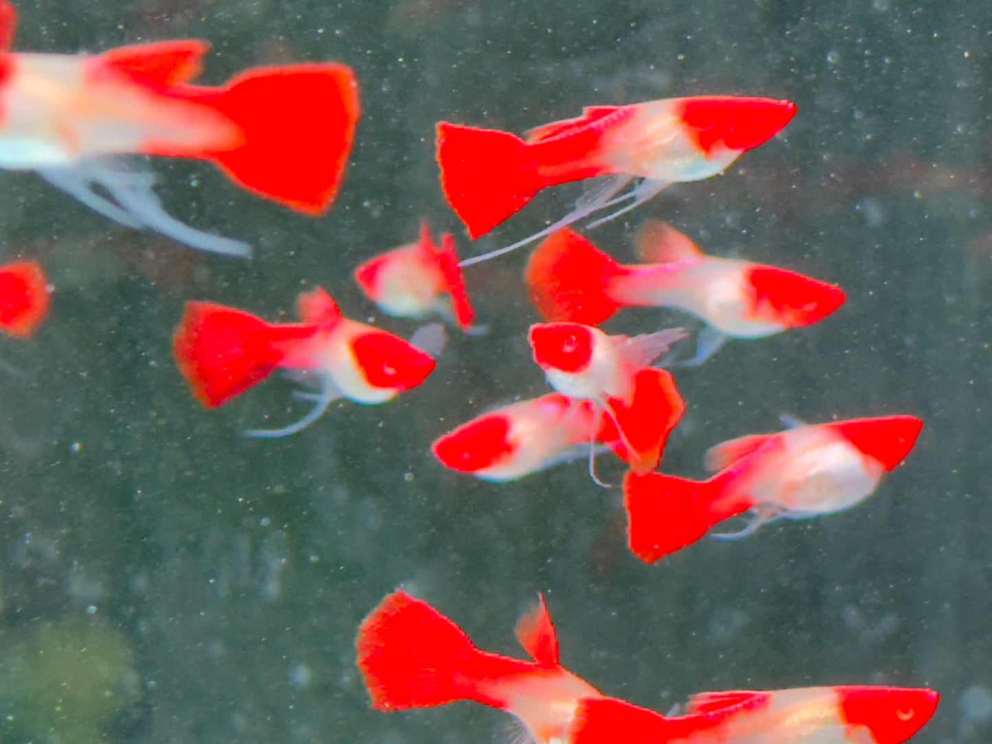 Koi Ribbon Albino Guppy Poecilia reticulata Weibchen