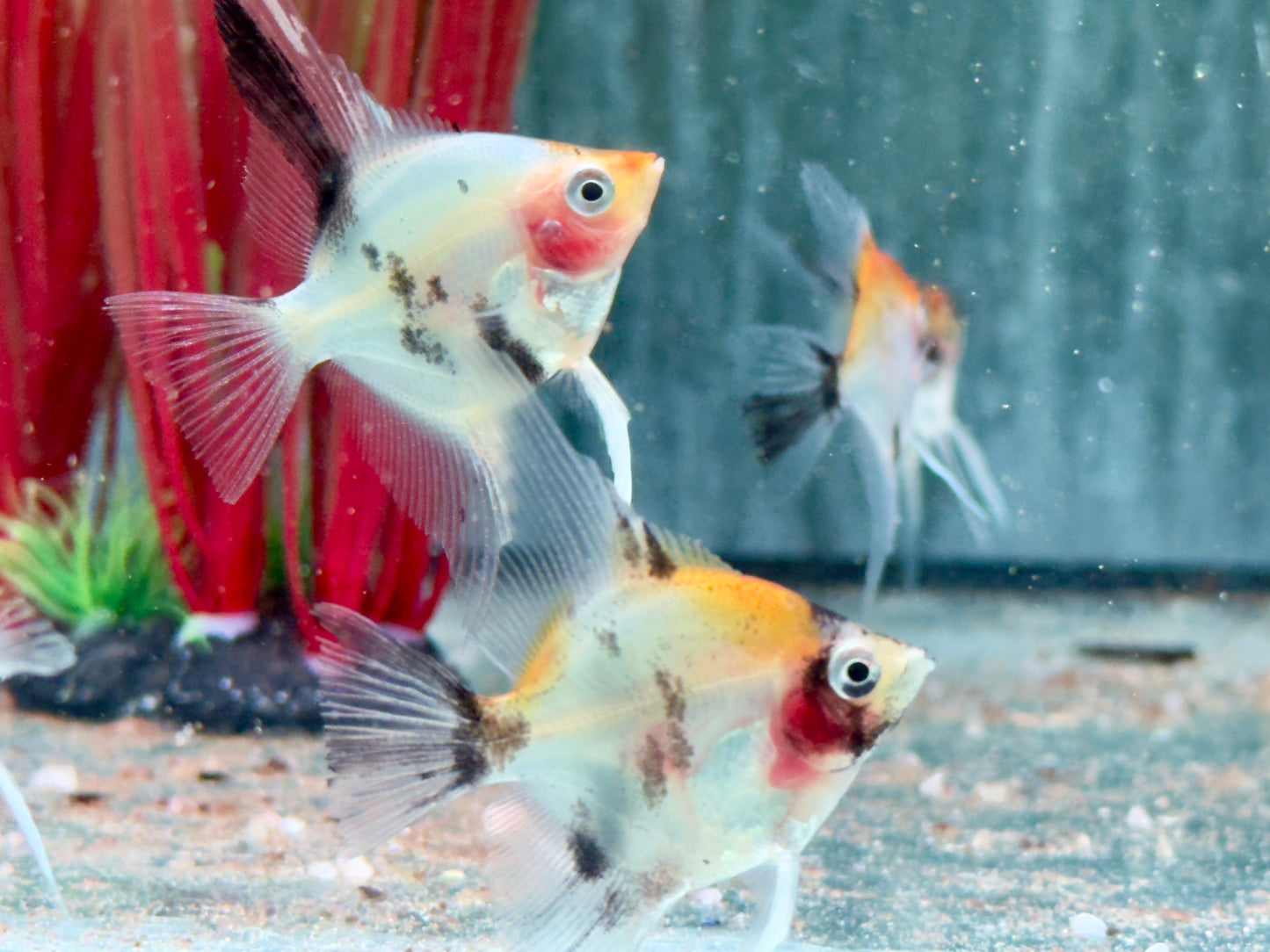 Koi Skalar Pterophyllum scalare