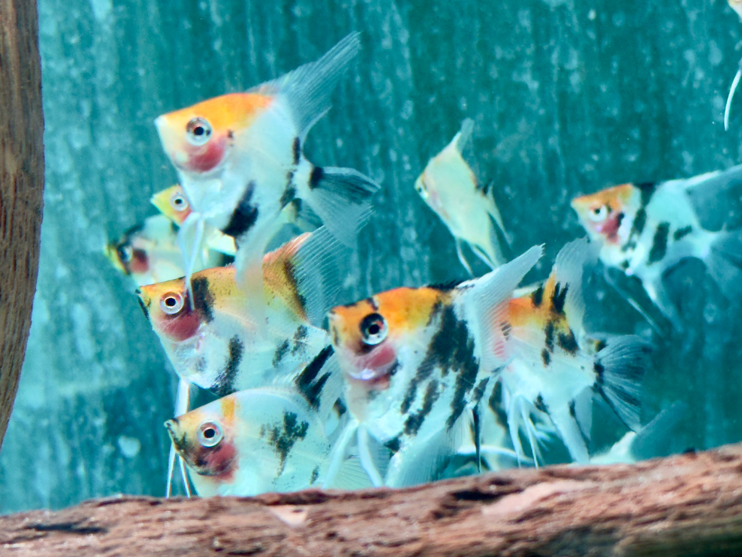 Koi Skalar Pterophyllum scalare