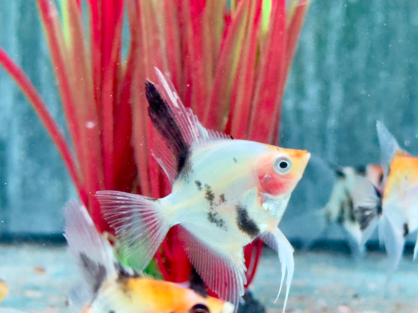Koi Skalar Pterophyllum scalare