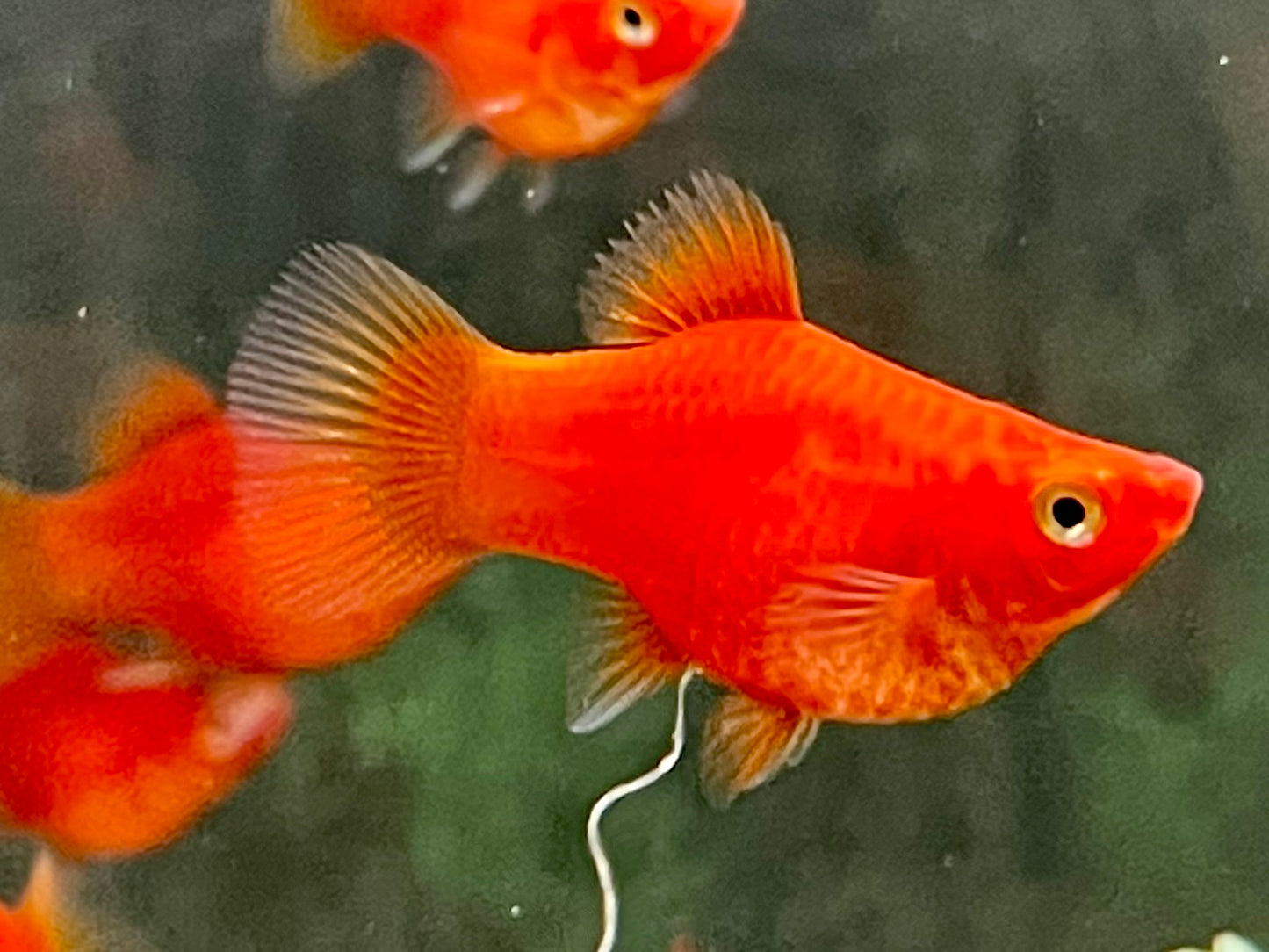 Roter Korallenplaty Xiphophorus maculatus
