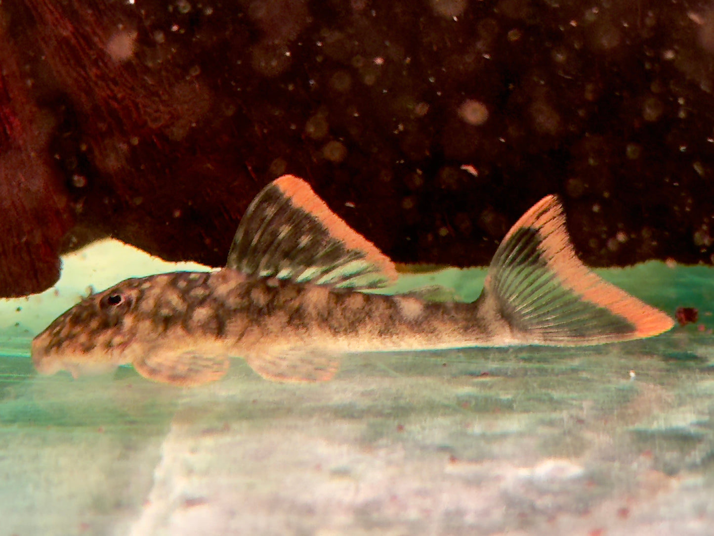 L106 Orinoko Guyanaharnischwels Guyanancistrus guahiborum