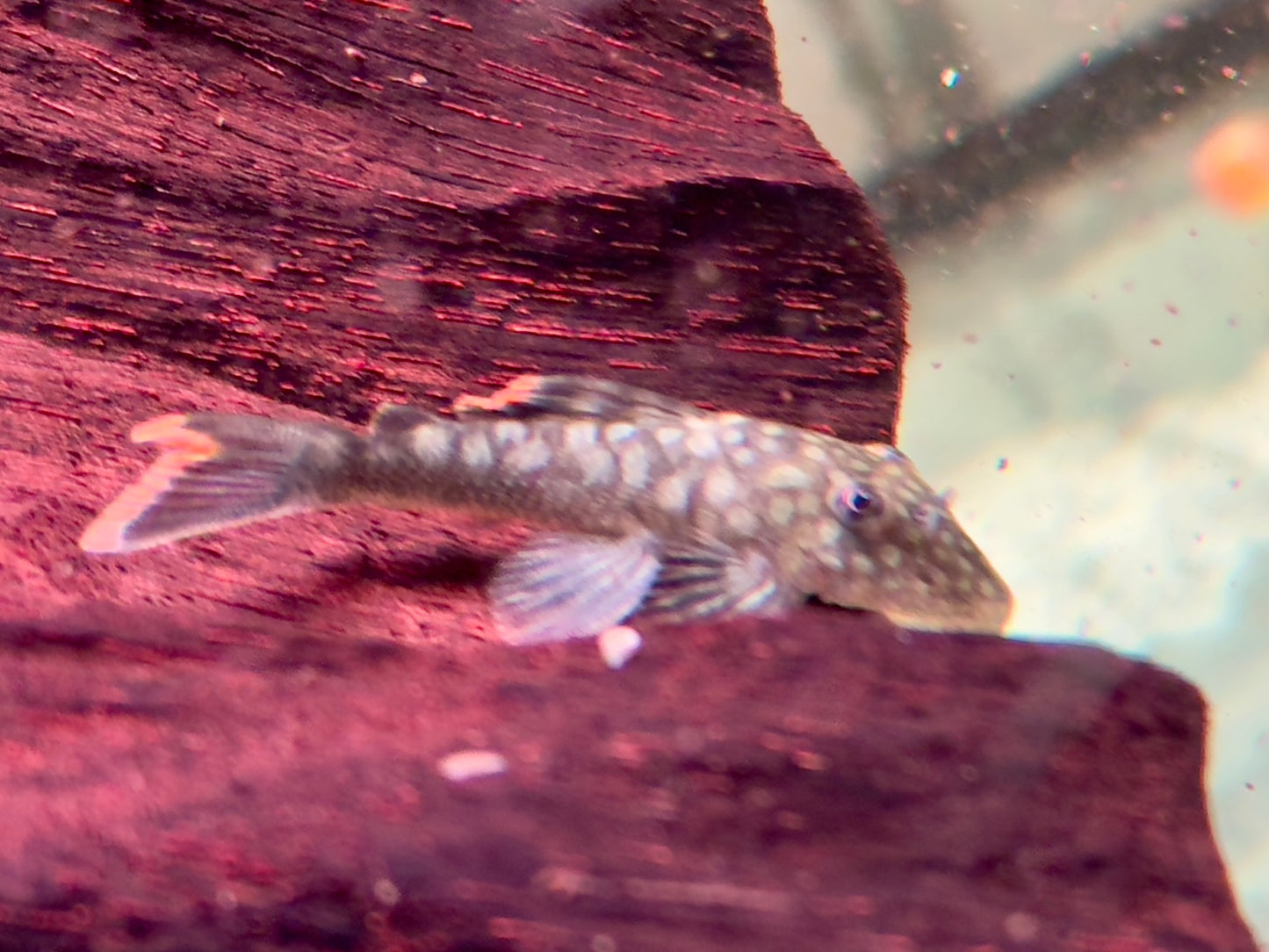 L106 Orinoko Guyanaharnischwels Guyanancistrus guahiborum