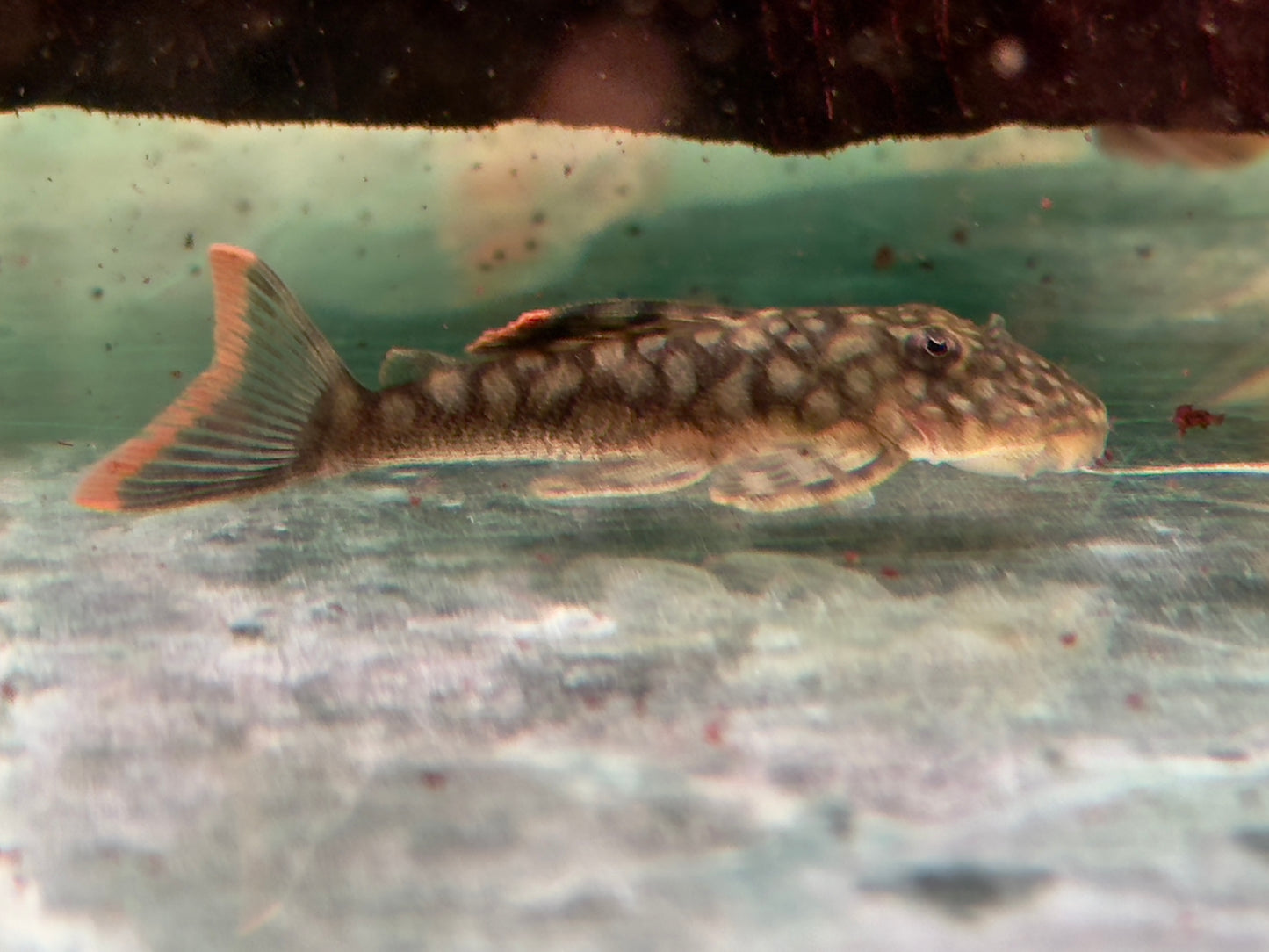 L106 Orinoko Guyanaharnischwels Guyanancistrus guahiborum