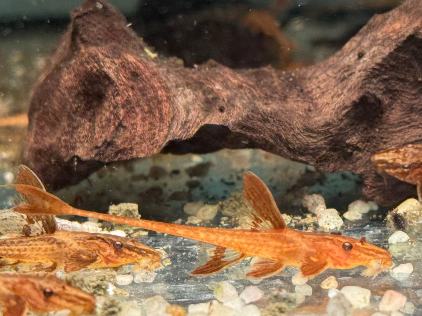 L10a Roter Hexenwels Rinoloricaria sp.