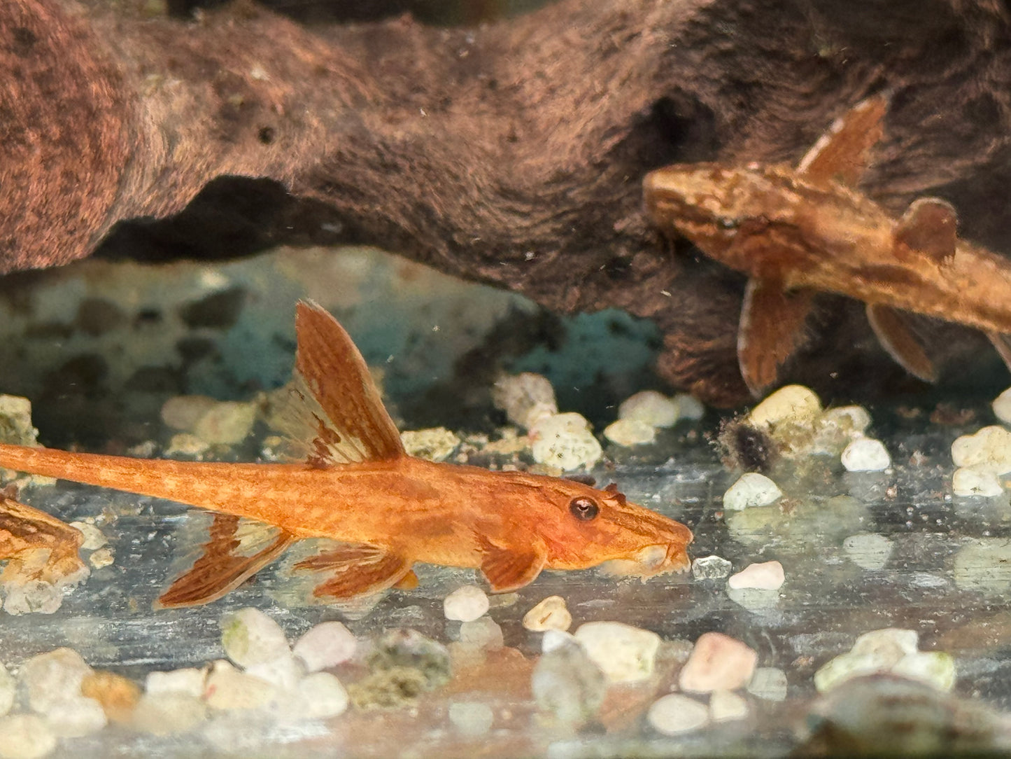L10a Roter Hexenwels Rinoloricaria sp.