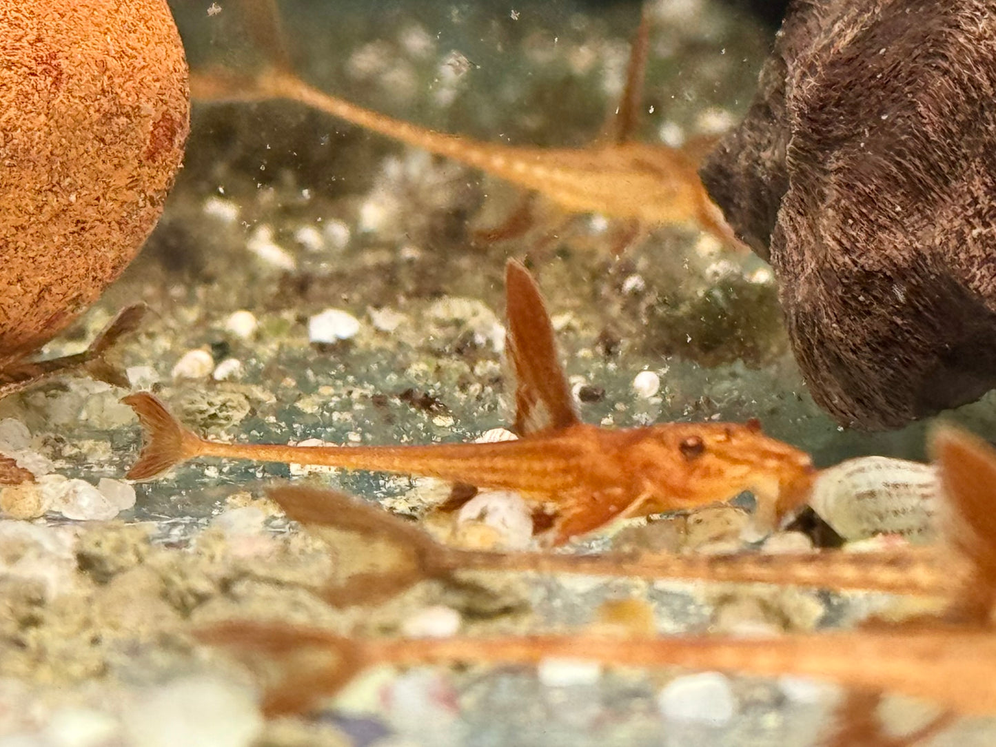 L10a Roter Hexenwels Rinoloricaria sp.
