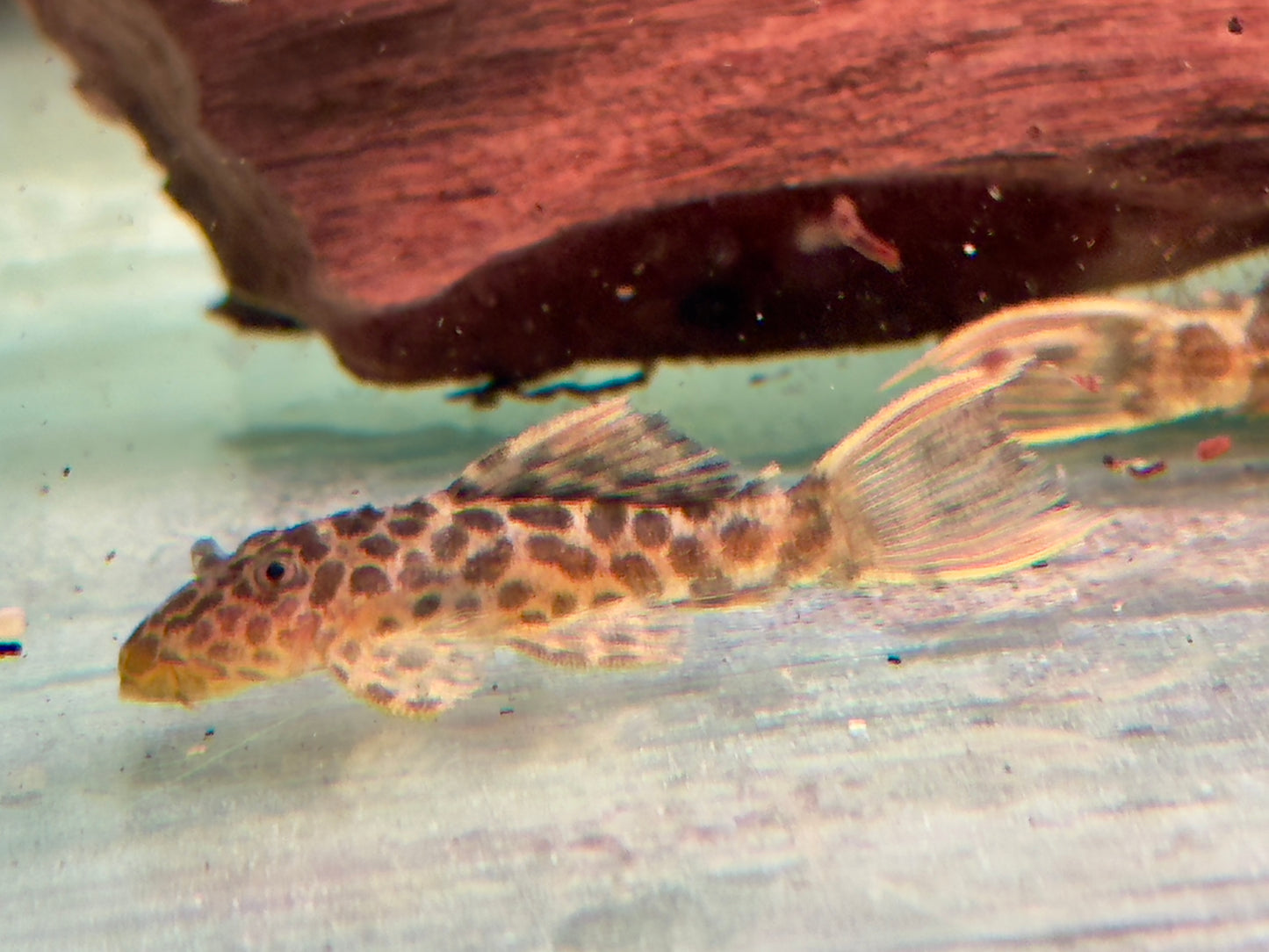 L114 Leopard Kaktuswels Pseudacanthicus cf.