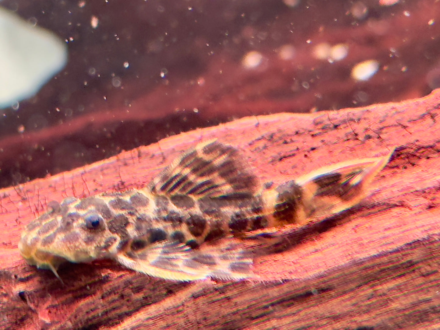 L114 Leopard Kaktuswels Pseudacanthicus cf.