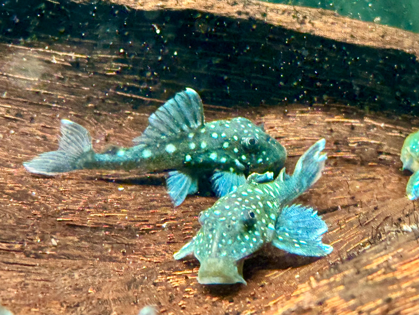 L128 Blauer Phantomwels Hemiancistrus sp.