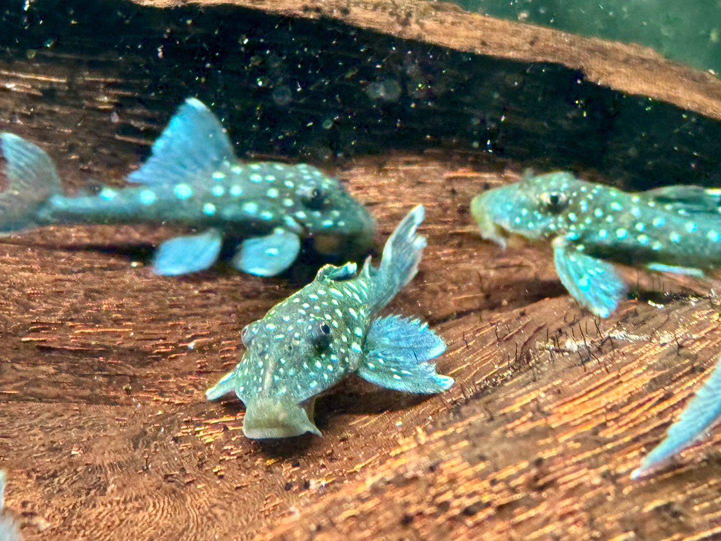 L128 Blauer Phantomwels Hemiancistrus sp.