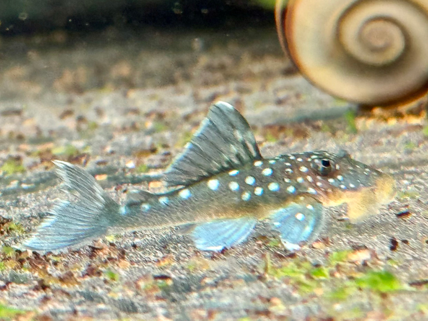 L128 Blauer Phantomwels Hemiancistrus sp.