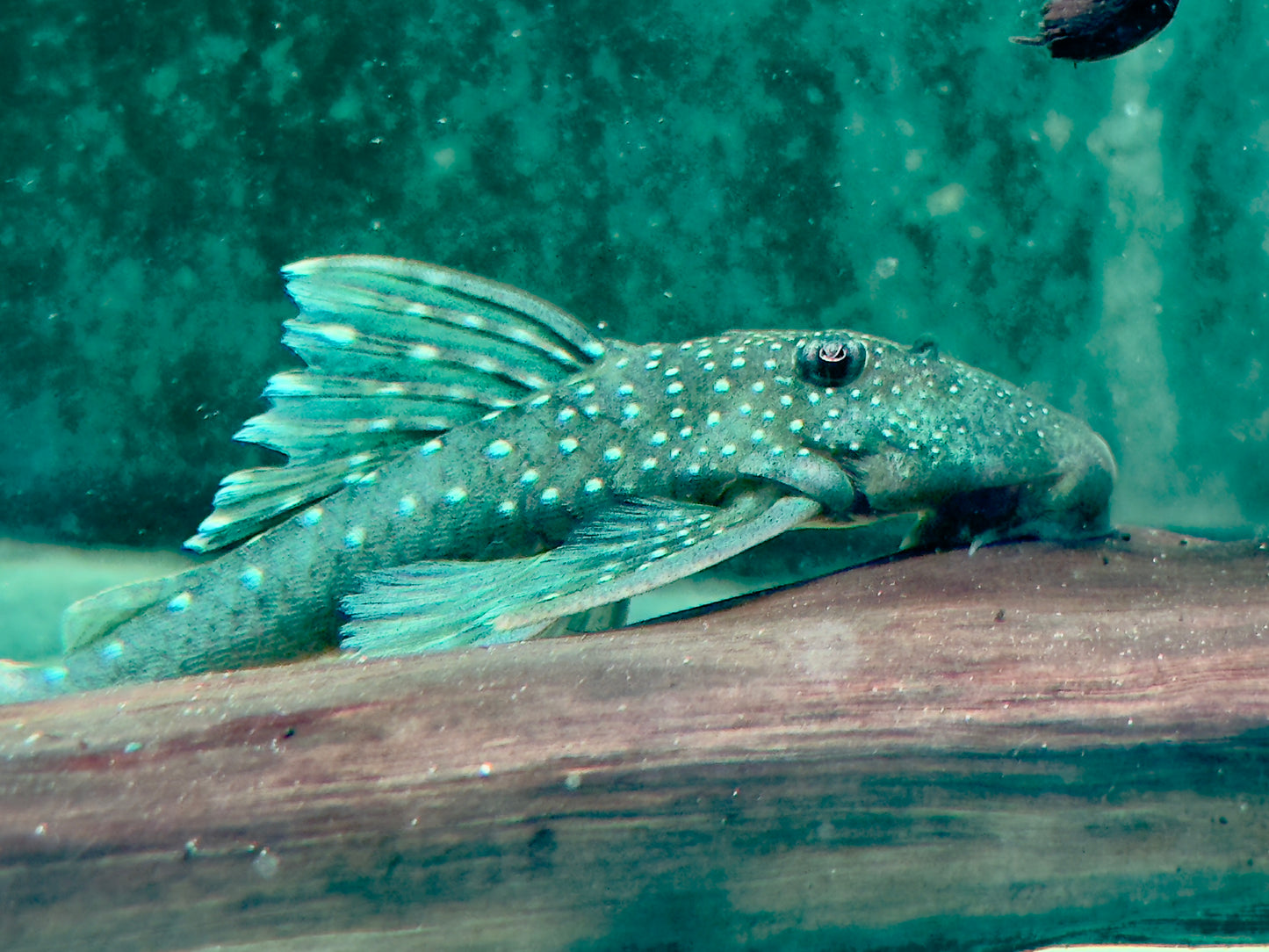 L128 Blauer Phantomwels Hemiancistrus sp. 10-13 cm