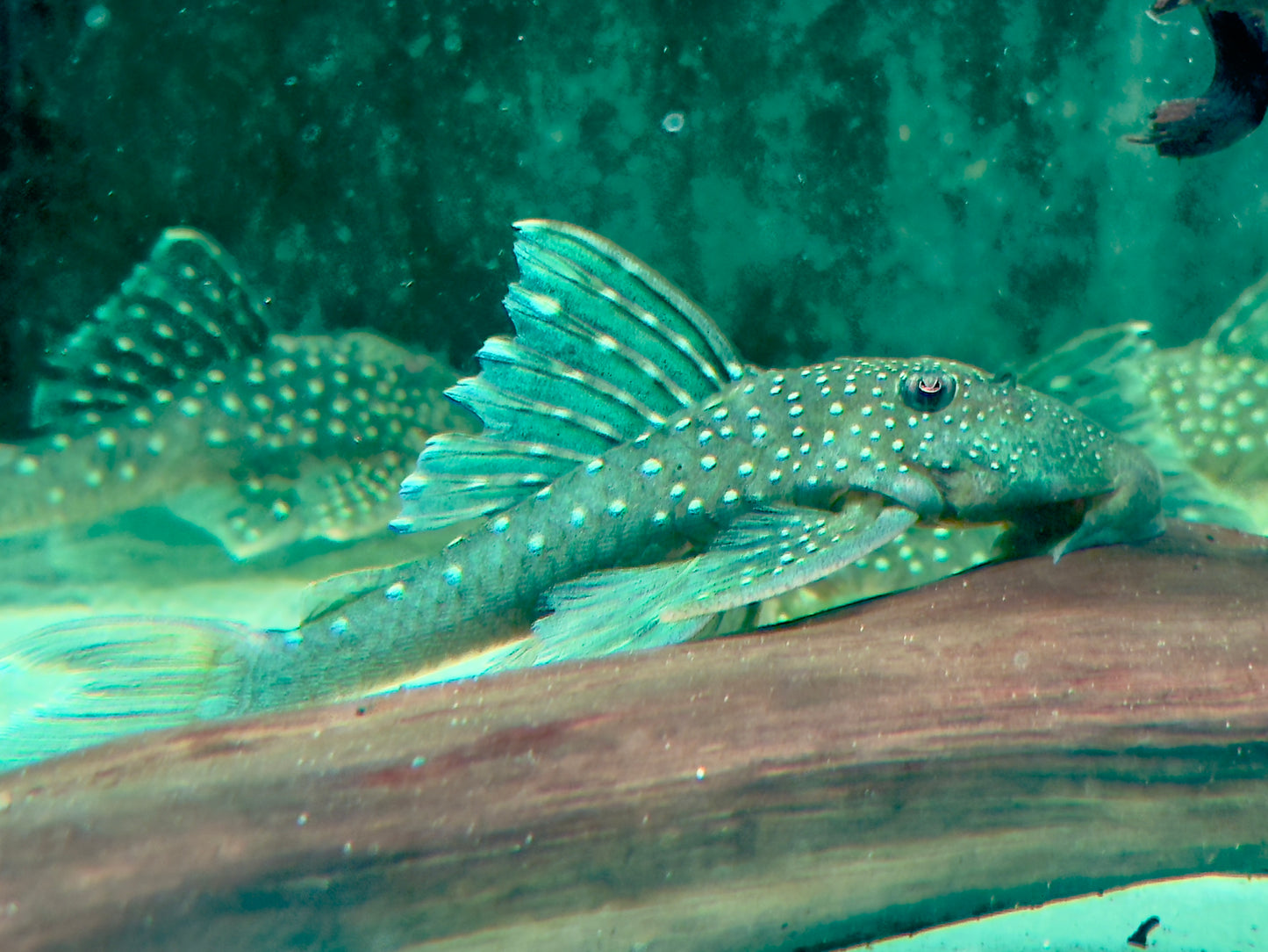 L128 Blauer Phantomwels Hemiancistrus sp. 10-13 cm