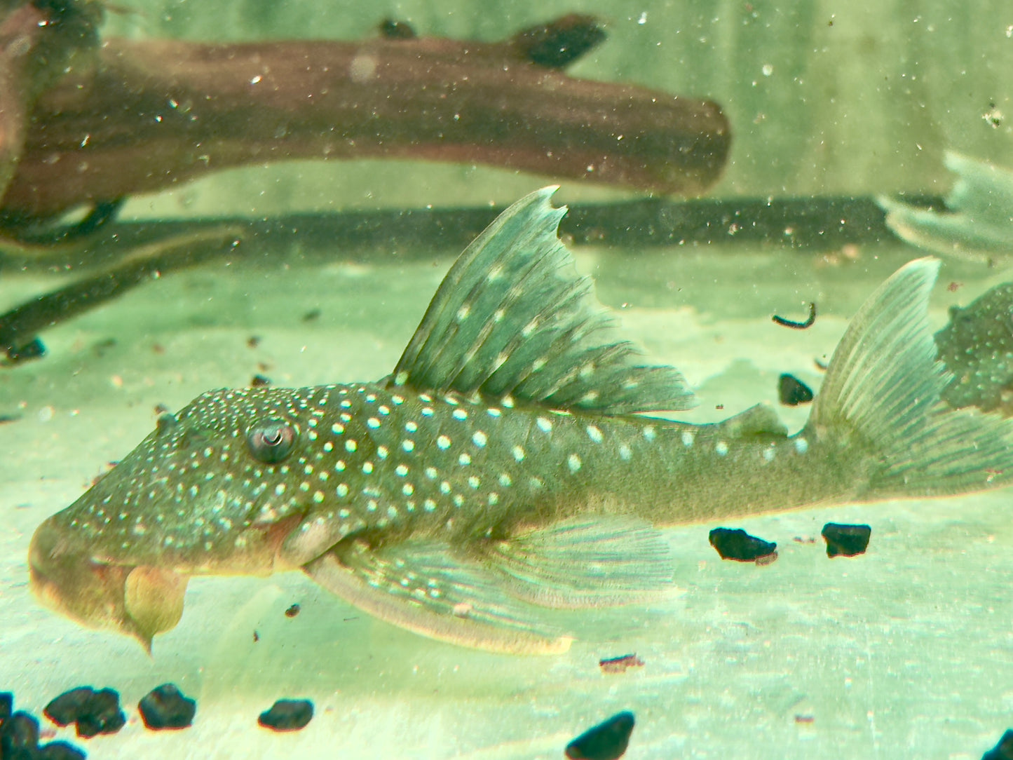 L128 Blauer Phantomwels Hemiancistrus sp. 10-13 cm