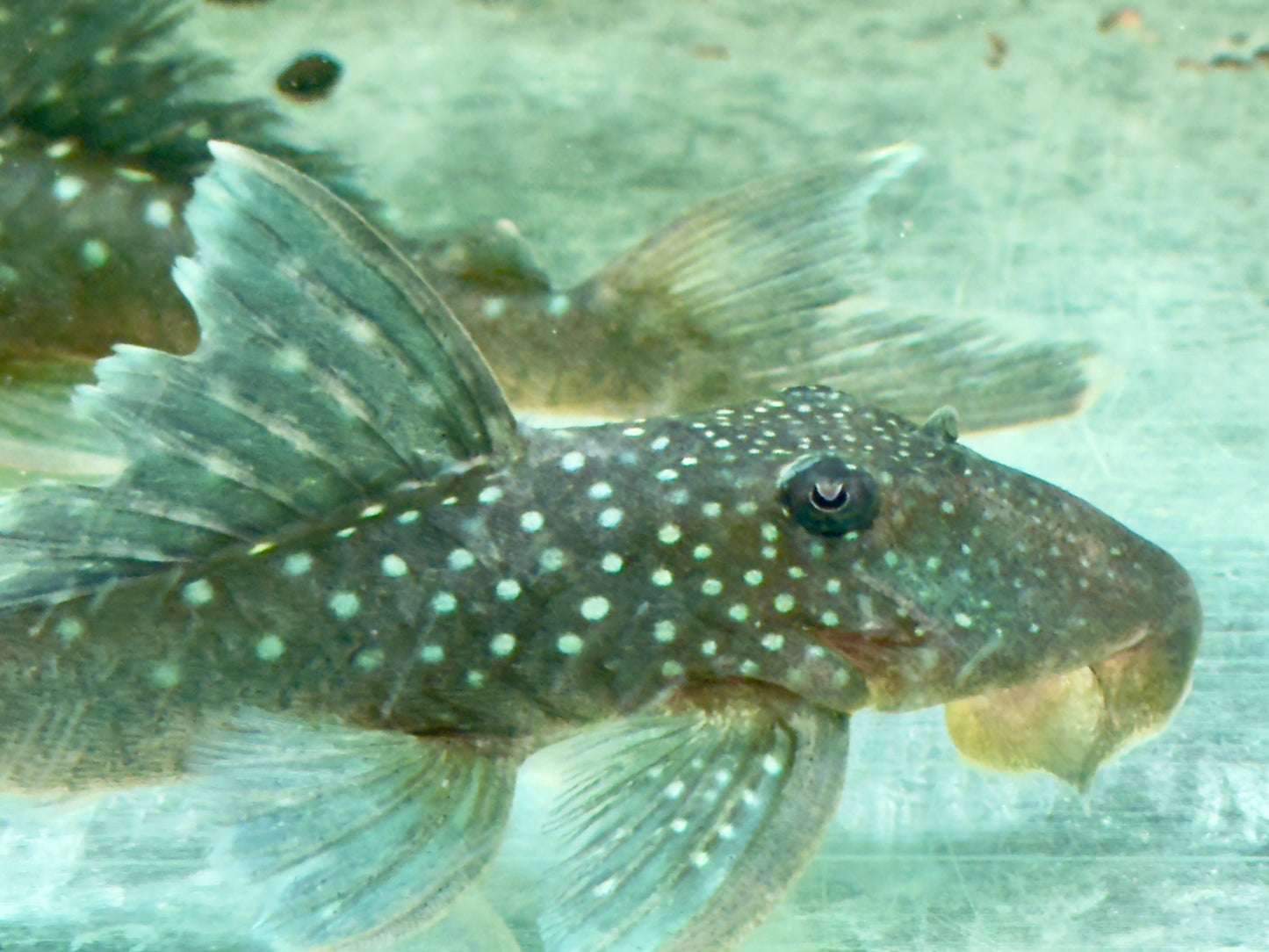 L128 Blauer Phantomwels Hemiancistrus sp. 10-13 cm
