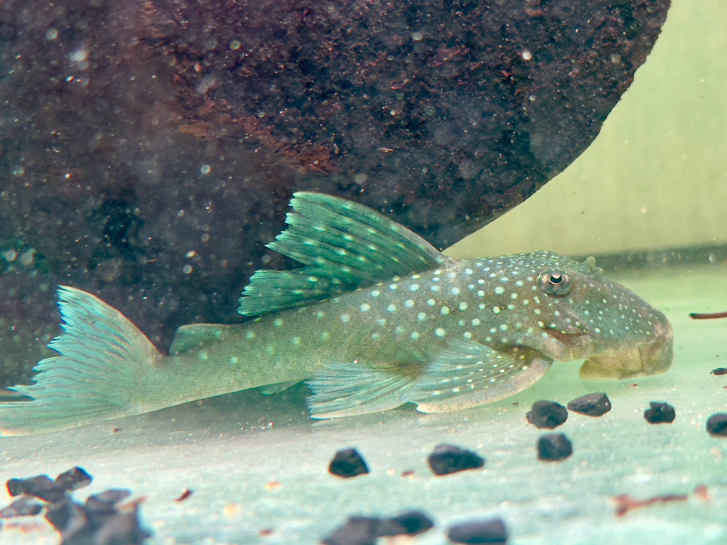 L128 Blauer Phantomwels Hemiancistrus sp. 10-13 cm