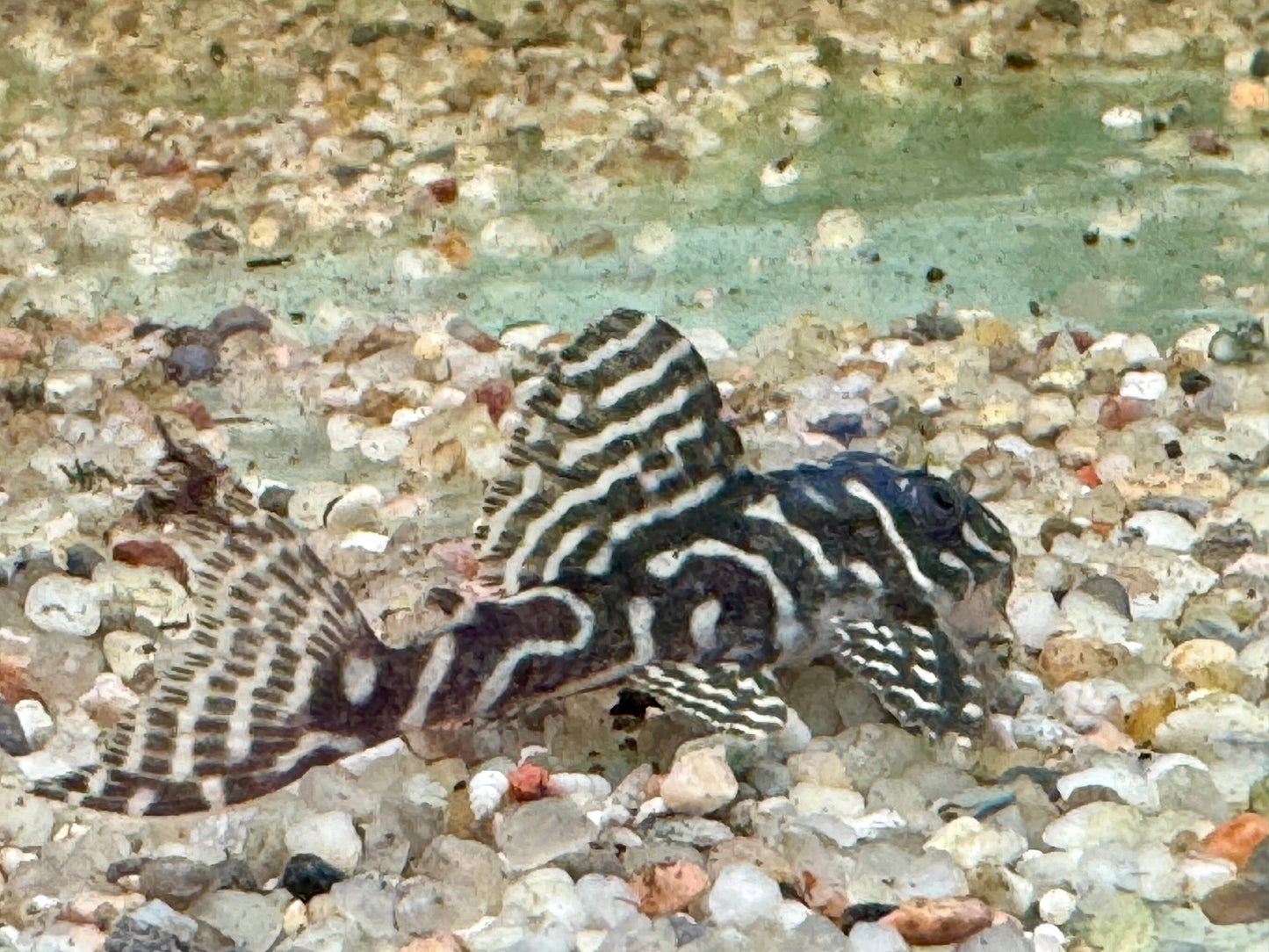 L129 Kolumbianischer Zebrawels Hypancistrus debilittera