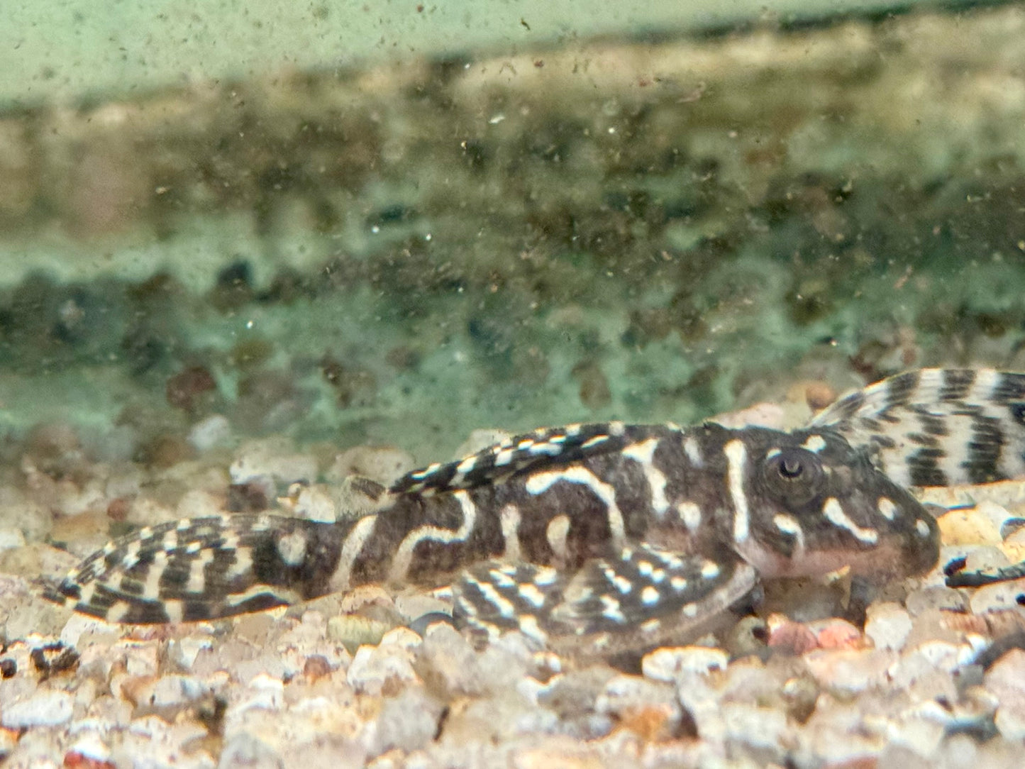 L129 Kolumbianischer Zebrawels Hypancistrus debilittera