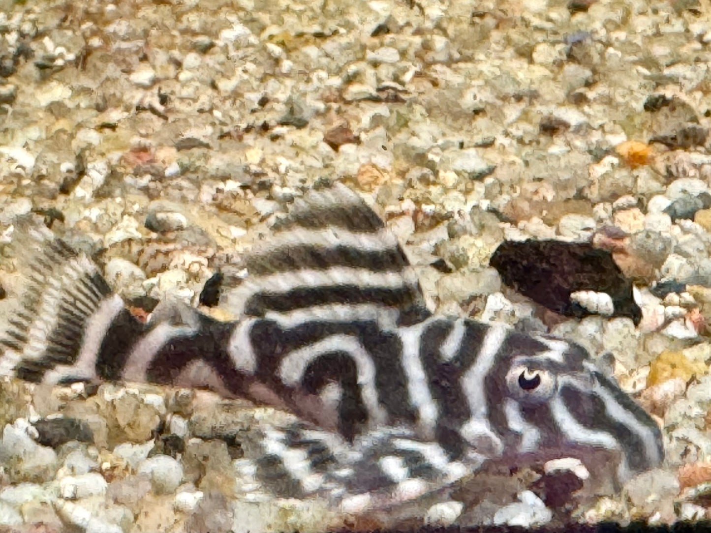 L129 Kolumbianischer Zebrawels Hypancistrus debilittera