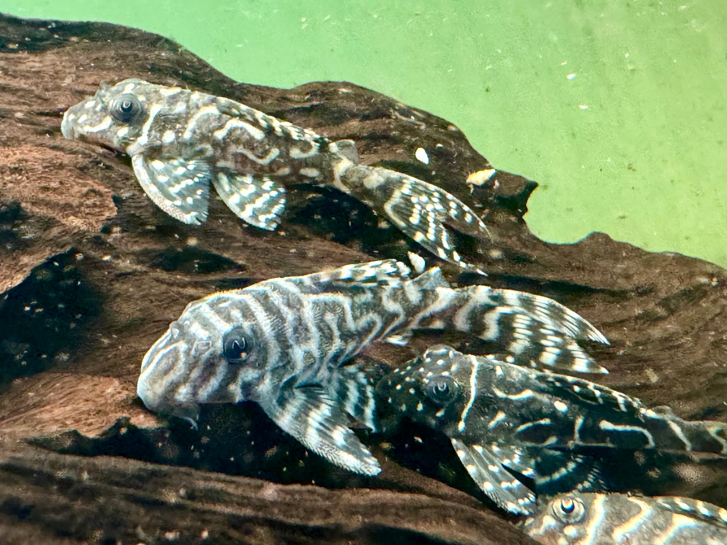 L129 Kolumbianischer Zebrawels Hypancistrus debilittera