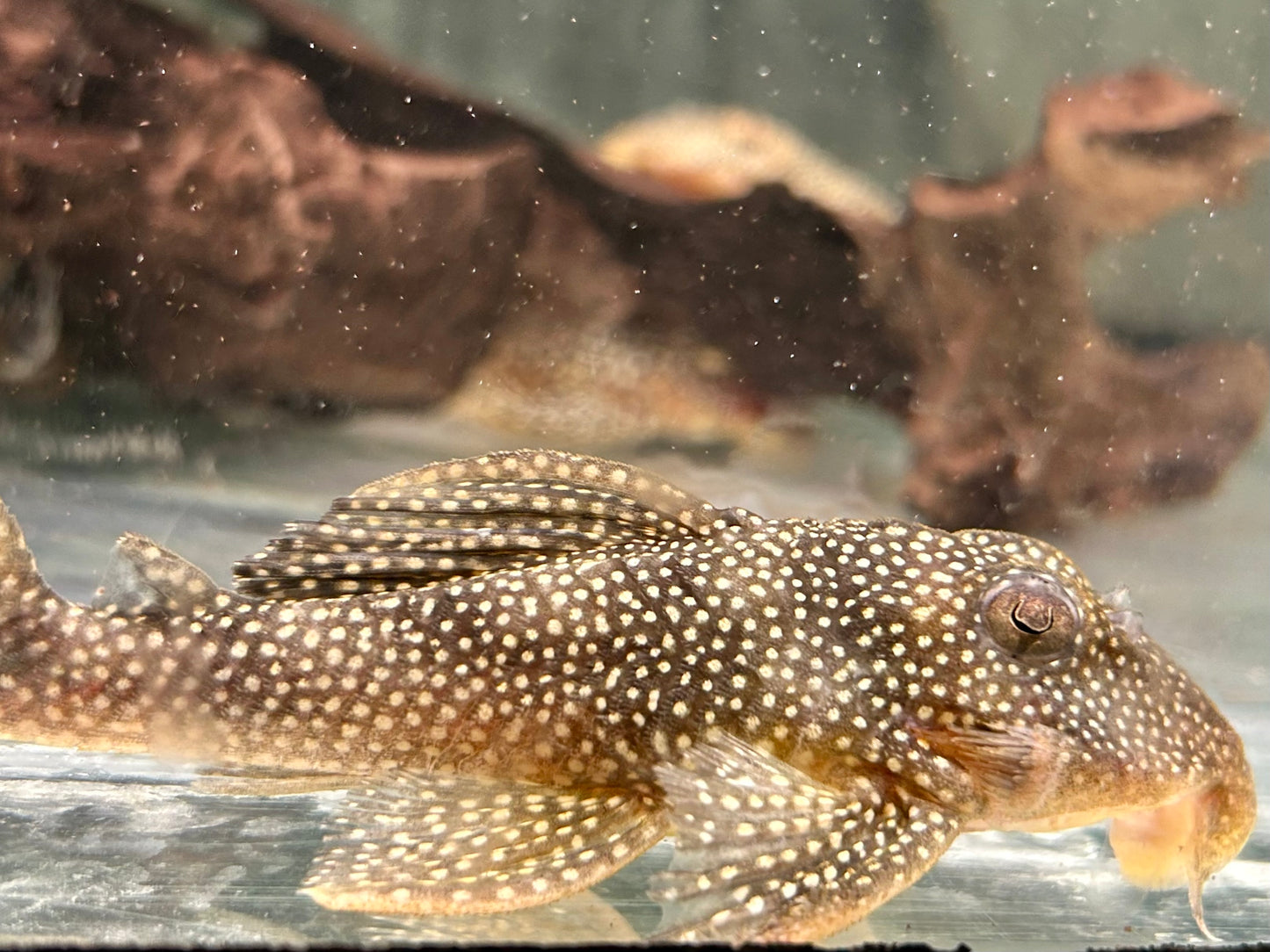 L136 Demini Engelsharnischwels Hypancistrus sp.