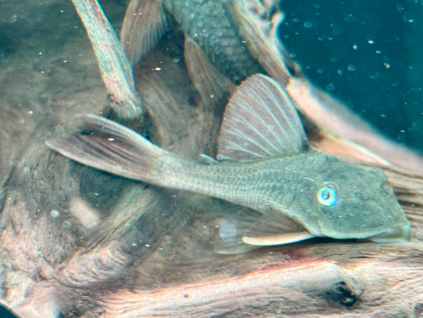 L137 Hypostomus soniae I Cochliodon soniae 6-7 cm