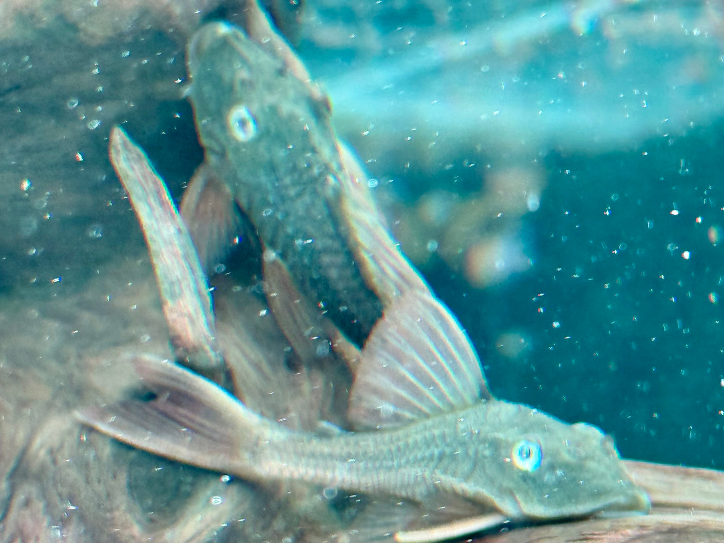 L137 Hypostomus soniae I Cochliodon soniae 6-7 cm