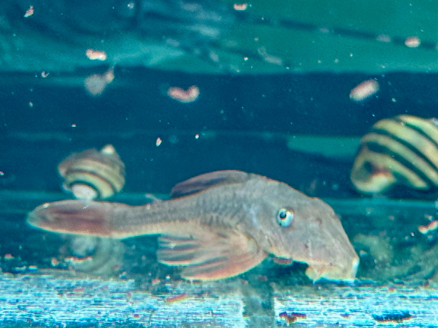 L137 Hypostomus soniae I Cochliodon soniae 6-7 cm