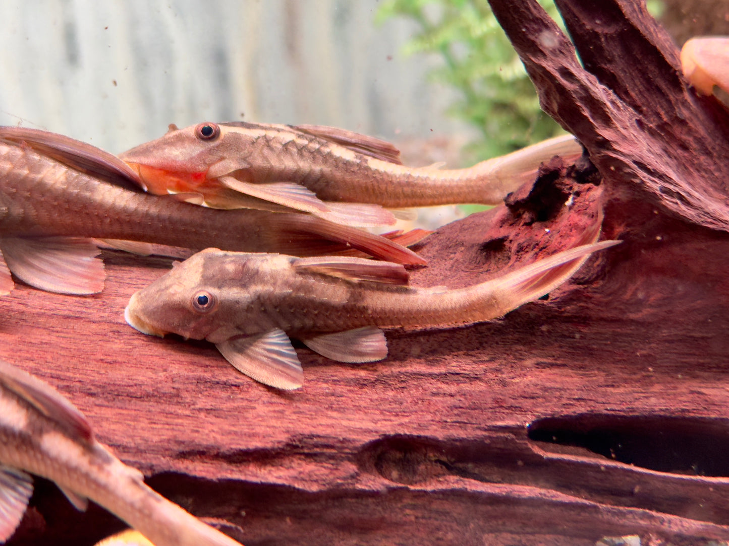 L137 Roter Bruno Cochliodon basilisko 7-8 cm