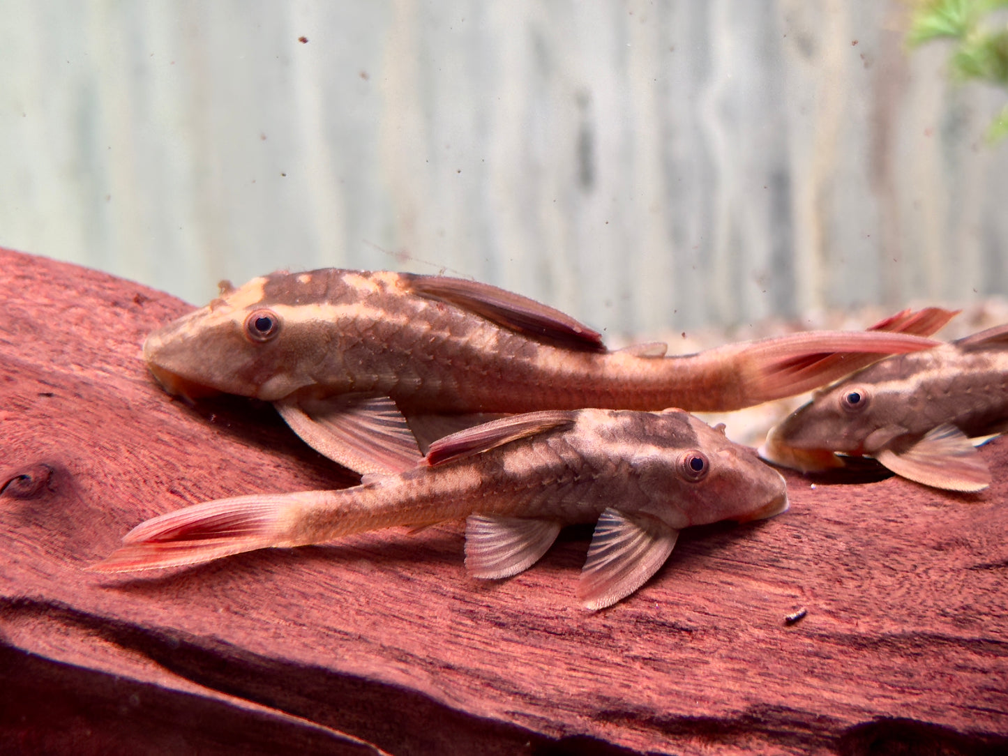 L137 Roter Bruno Cochliodon basilisko 7-8 cm