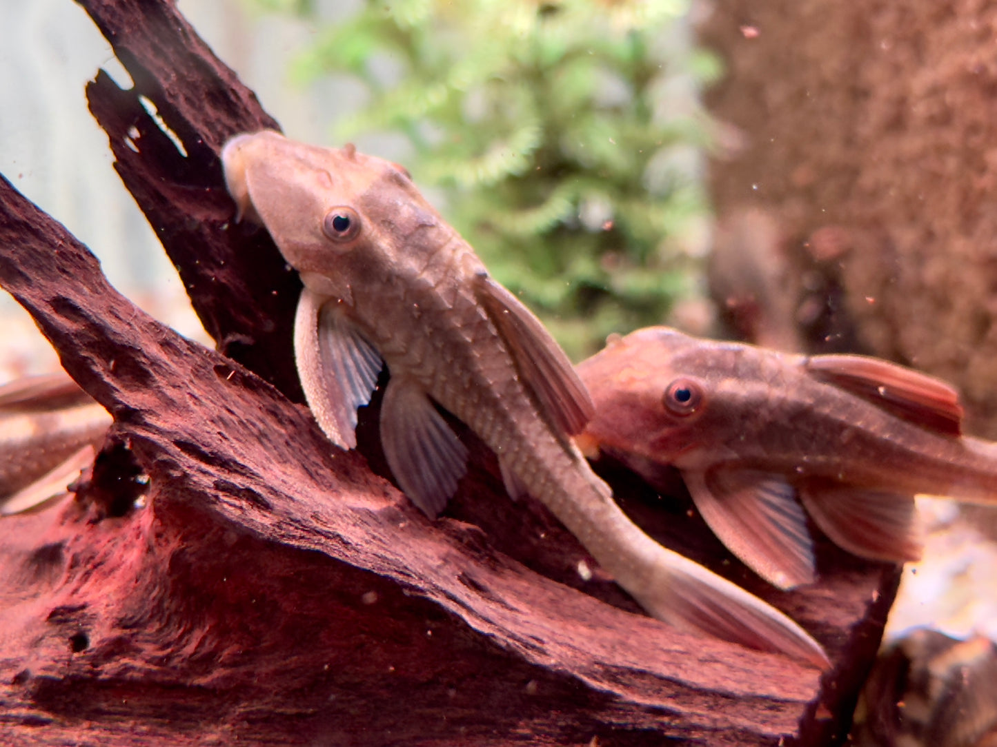 L137 Roter Bruno Cochliodon basilisko 7-8 cm