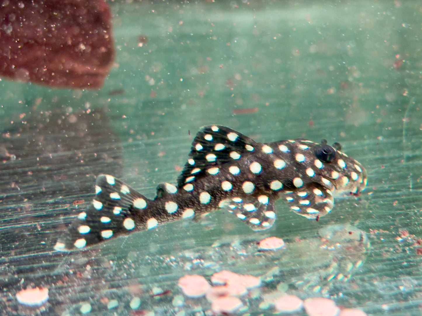 L142 / LDA33 Schneeball Prachtharnischwels Baryancistrus spec.