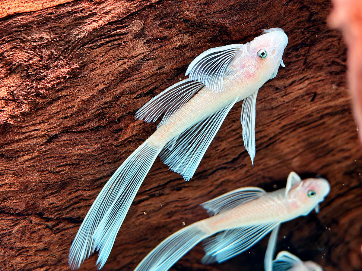 L144 Antennenwels Snow White Long Fin Schleier Ancistrus ca. 4-4,5 cm