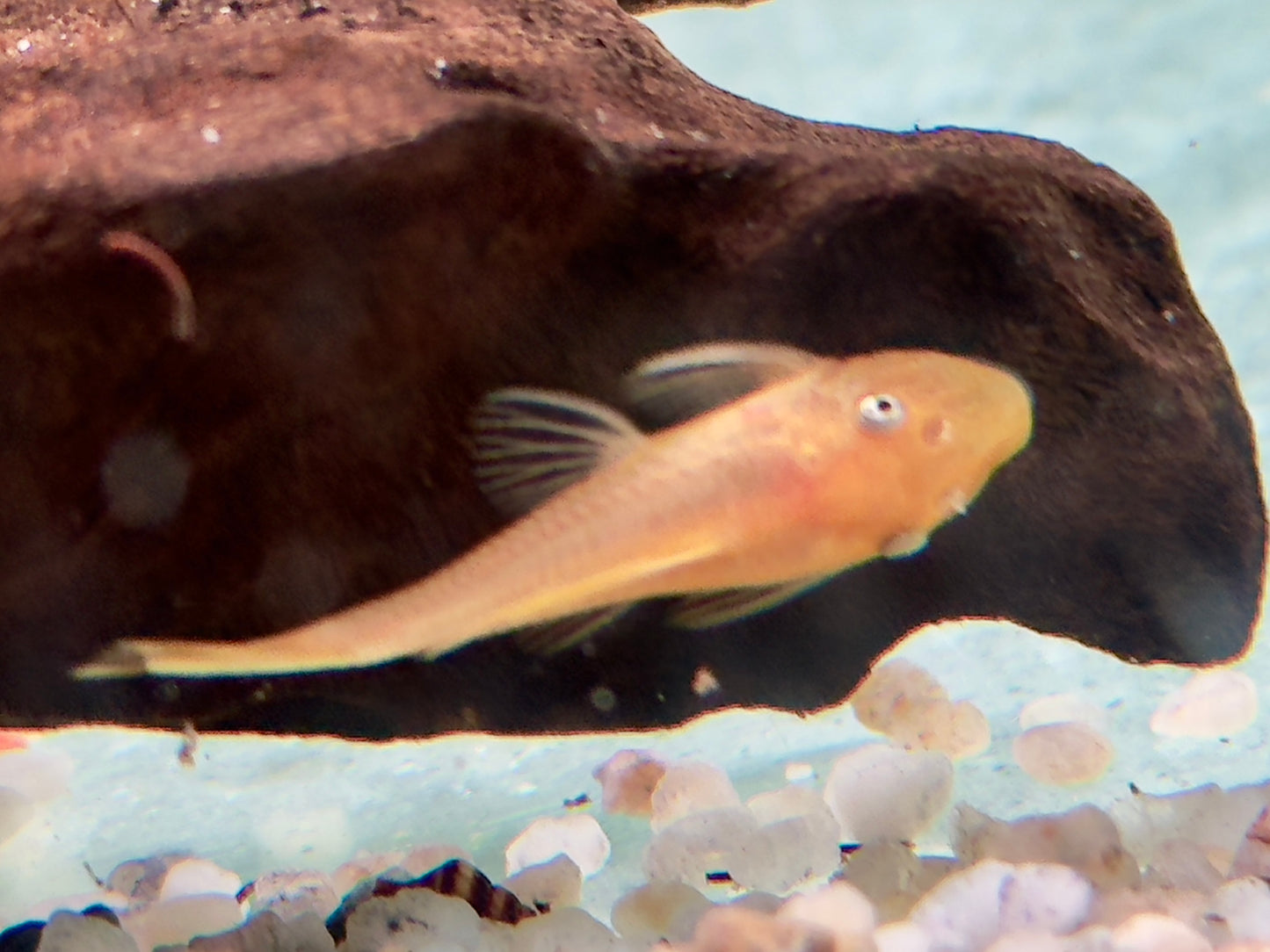 L144 Gelber Antennenwels Ancistrus Blue Eye