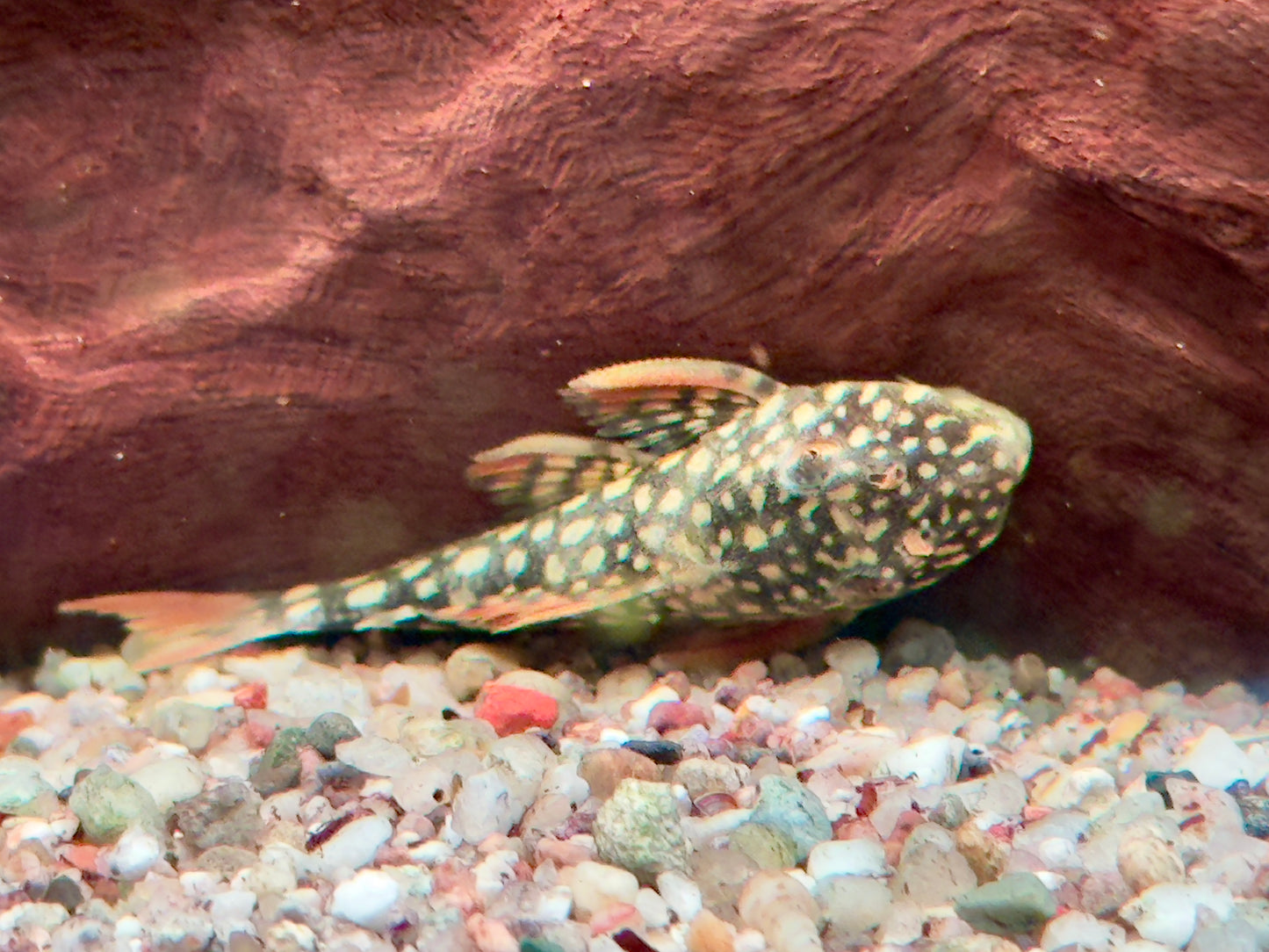 L14 Sonnenwels Scobinancistrus aureatus 5- 6 cm