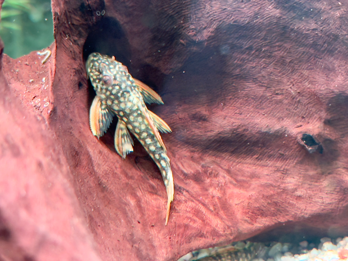 L14 Sonnenwels Scobinancistrus aureatus 5- 6 cm